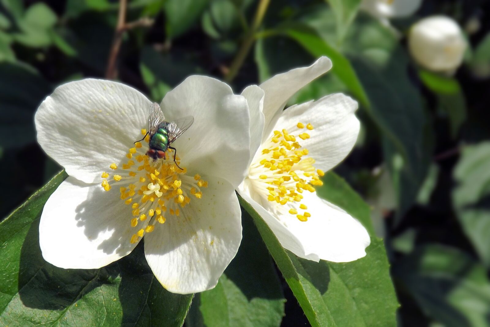 Fujifilm FinePix S4300 sample photo. Blossom, insect, fly photography