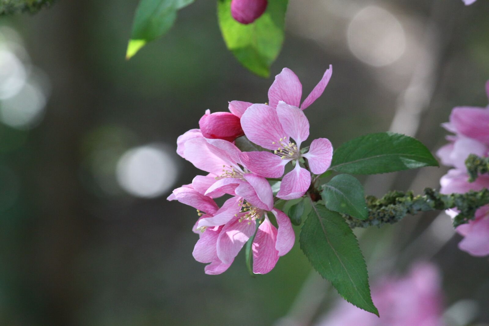 Canon EOS 50D sample photo. Malus, flower, nature photography