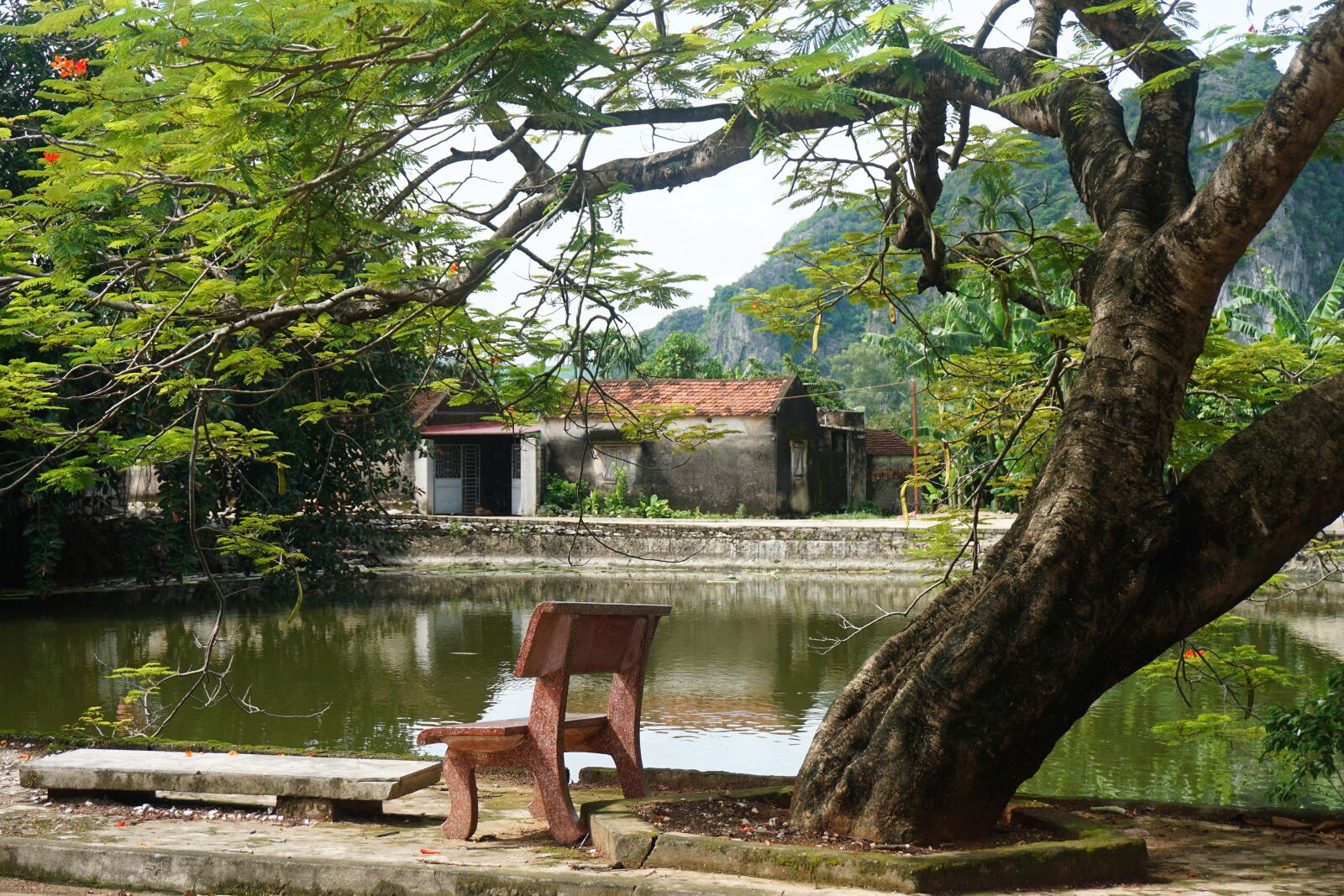 Sony a6000 sample photo. Lake, ancient tree, old photography