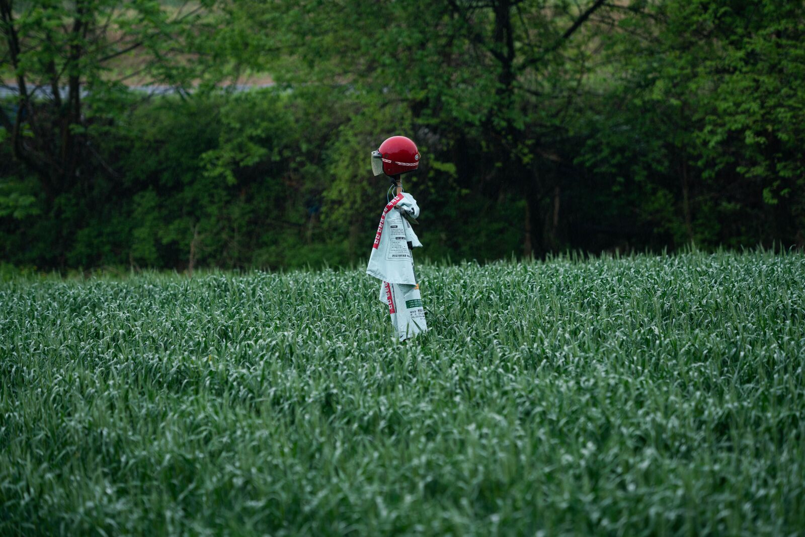 Sony a99 II sample photo. Scarecrow, farm, green photography