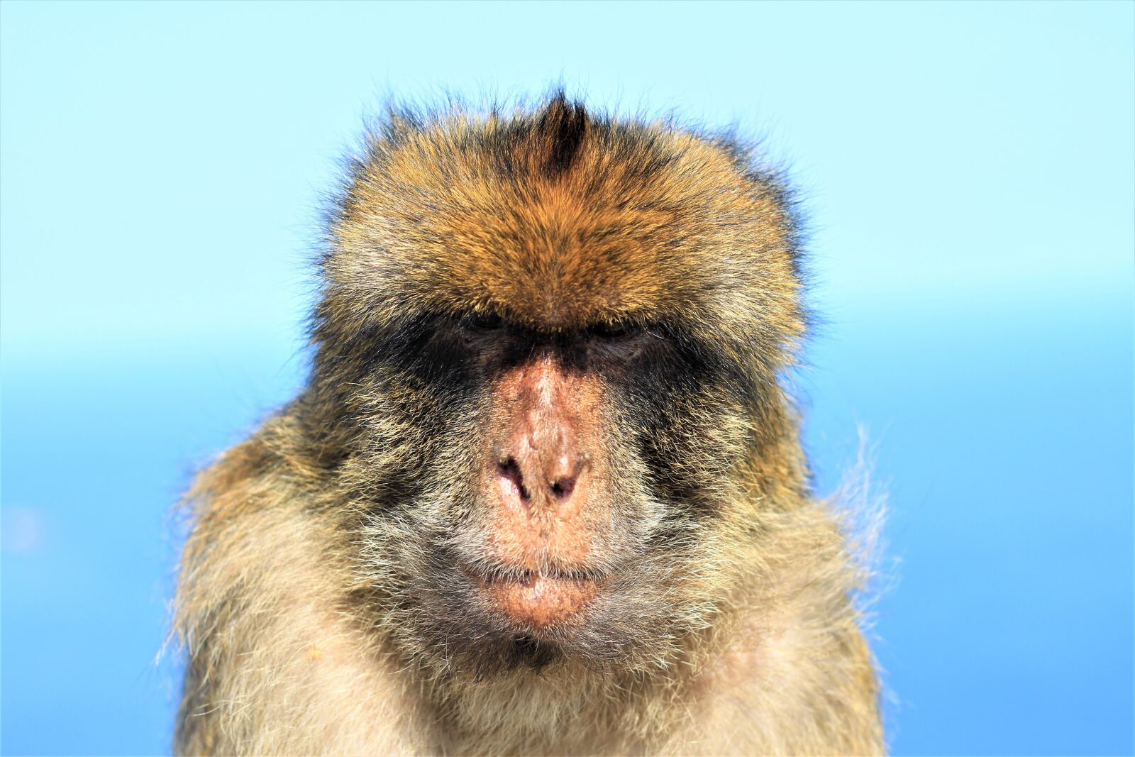 Canon EOS 700D (EOS Rebel T5i / EOS Kiss X7i) + Canon EF 50mm F1.8 STM sample photo. Monkey, portrait, grim photography