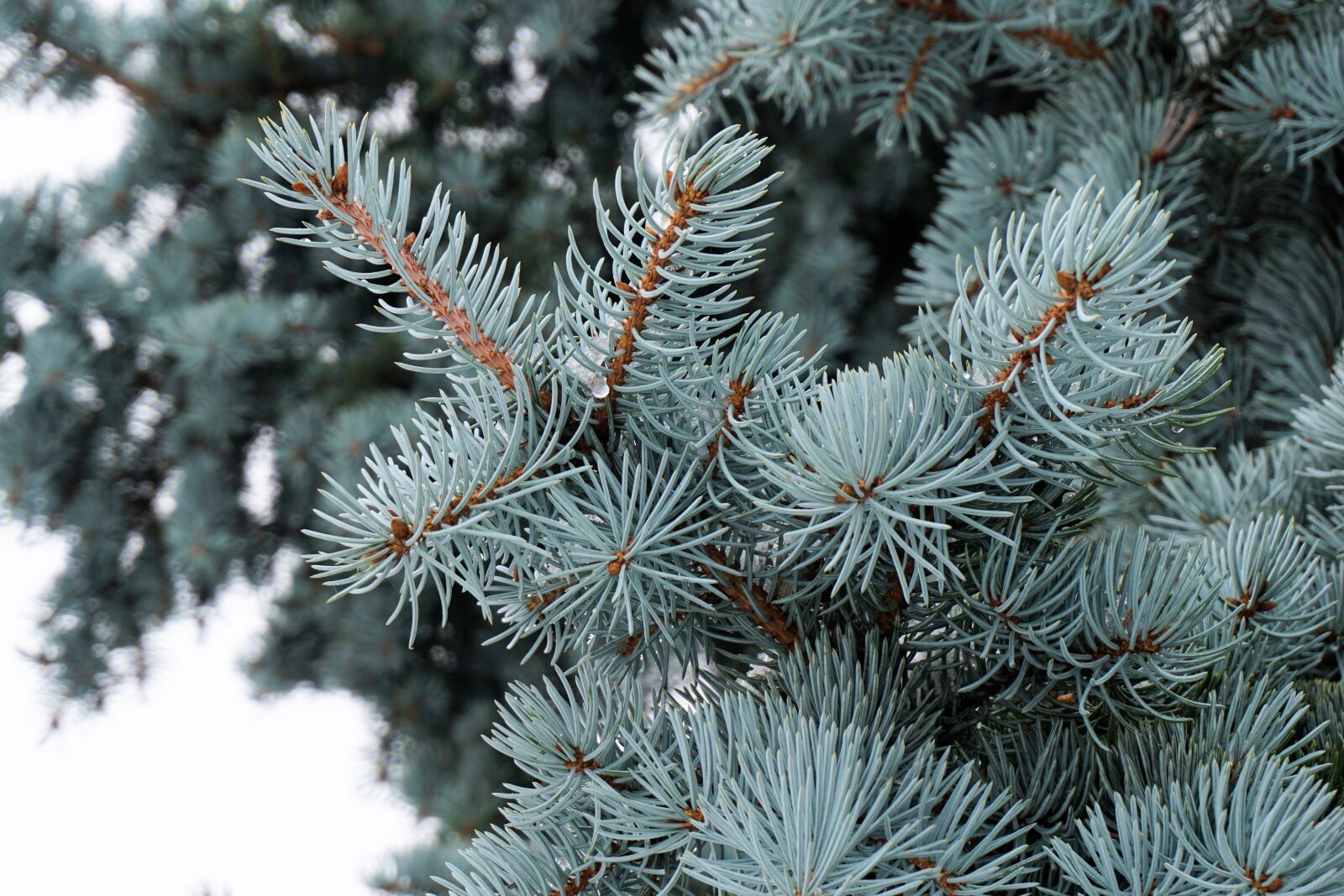 Sony a6000 sample photo. Tannenzweig, branch, needles photography