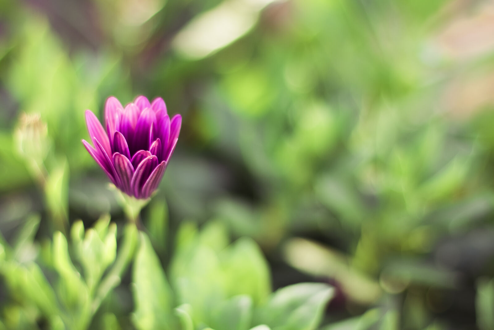 Canon EOS 70D + Canon EF 50mm F1.4 USM sample photo. Nature, flower, bokeh, lilac photography