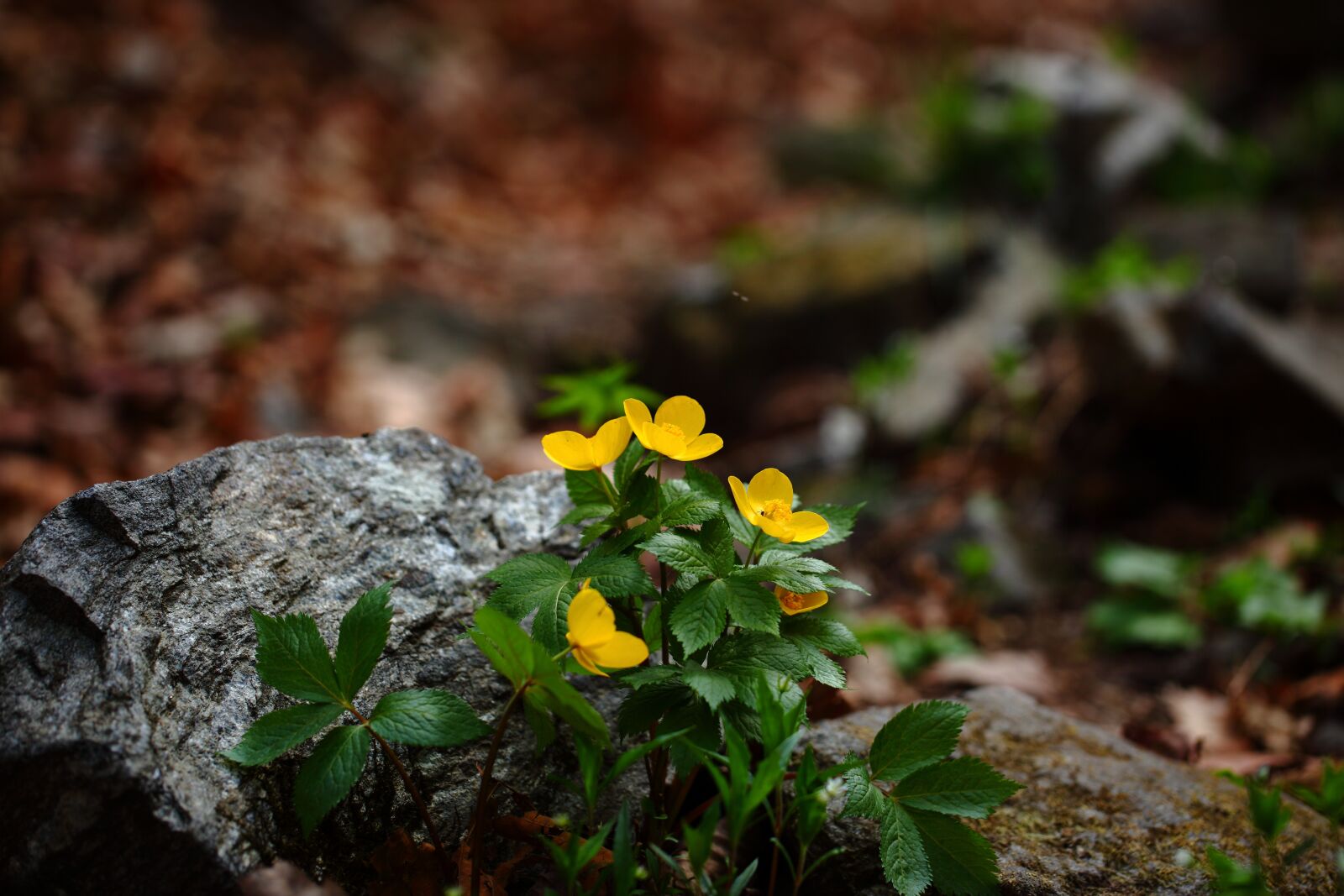 Canon EOS 5D Mark II sample photo. Nature, leaf, plants photography
