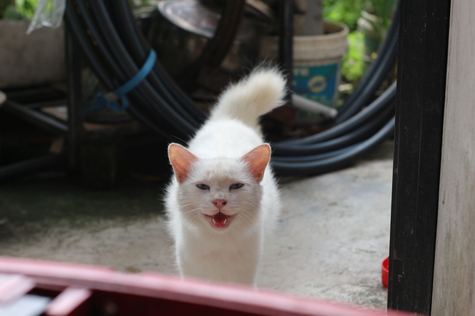 Canon EOS M10 sample photo. Cute, cat, white photography