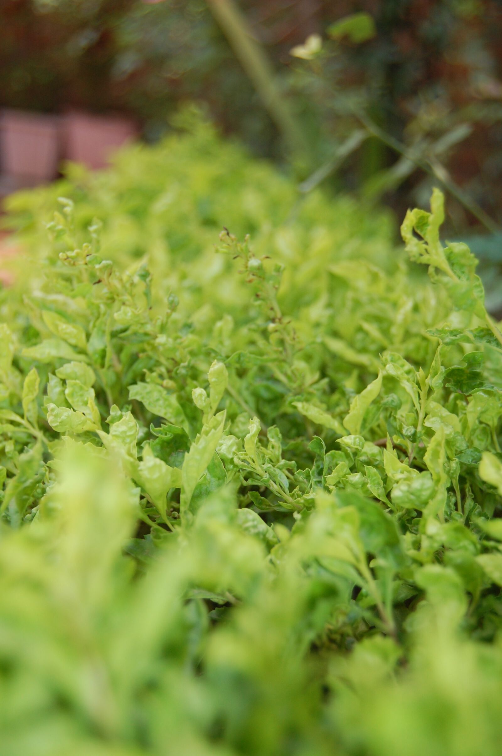 Nikon D40 sample photo. Green, is, best photography