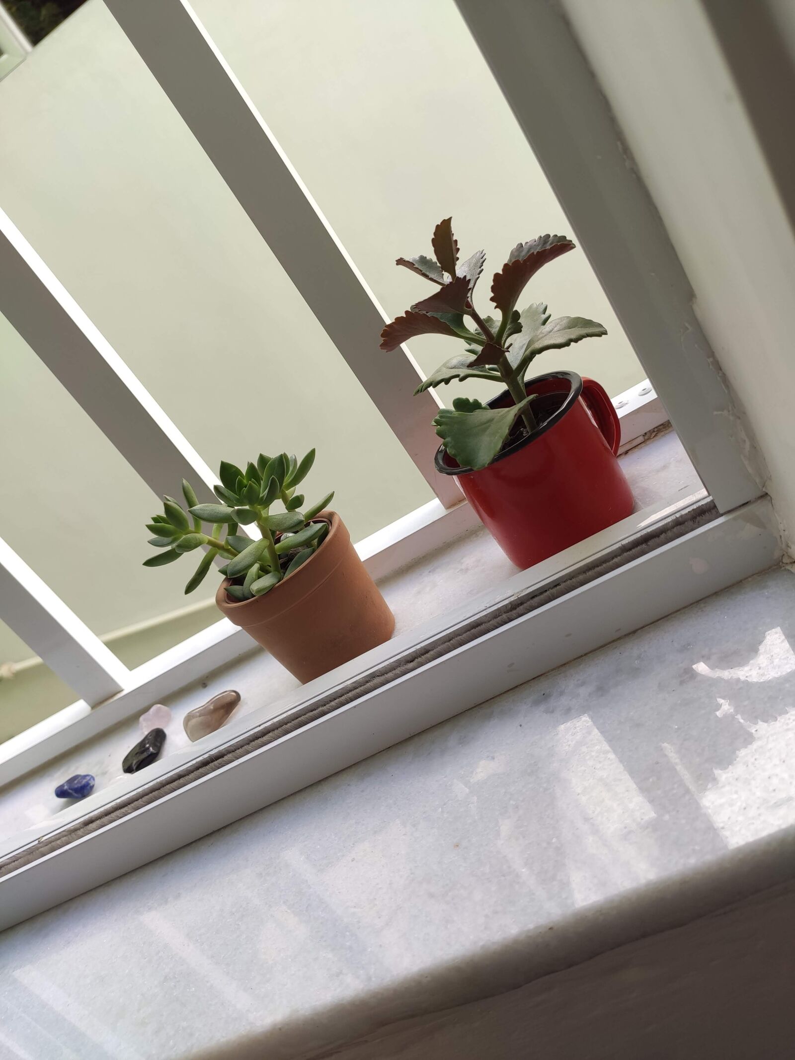 Xiaomi Mi 9T sample photo. Plants, small plants, window photography