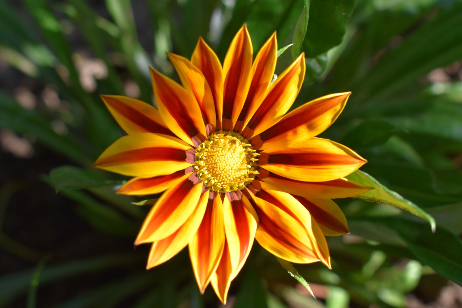 Nikon D5600 sample photo. Gerbera, orange, yellow photography