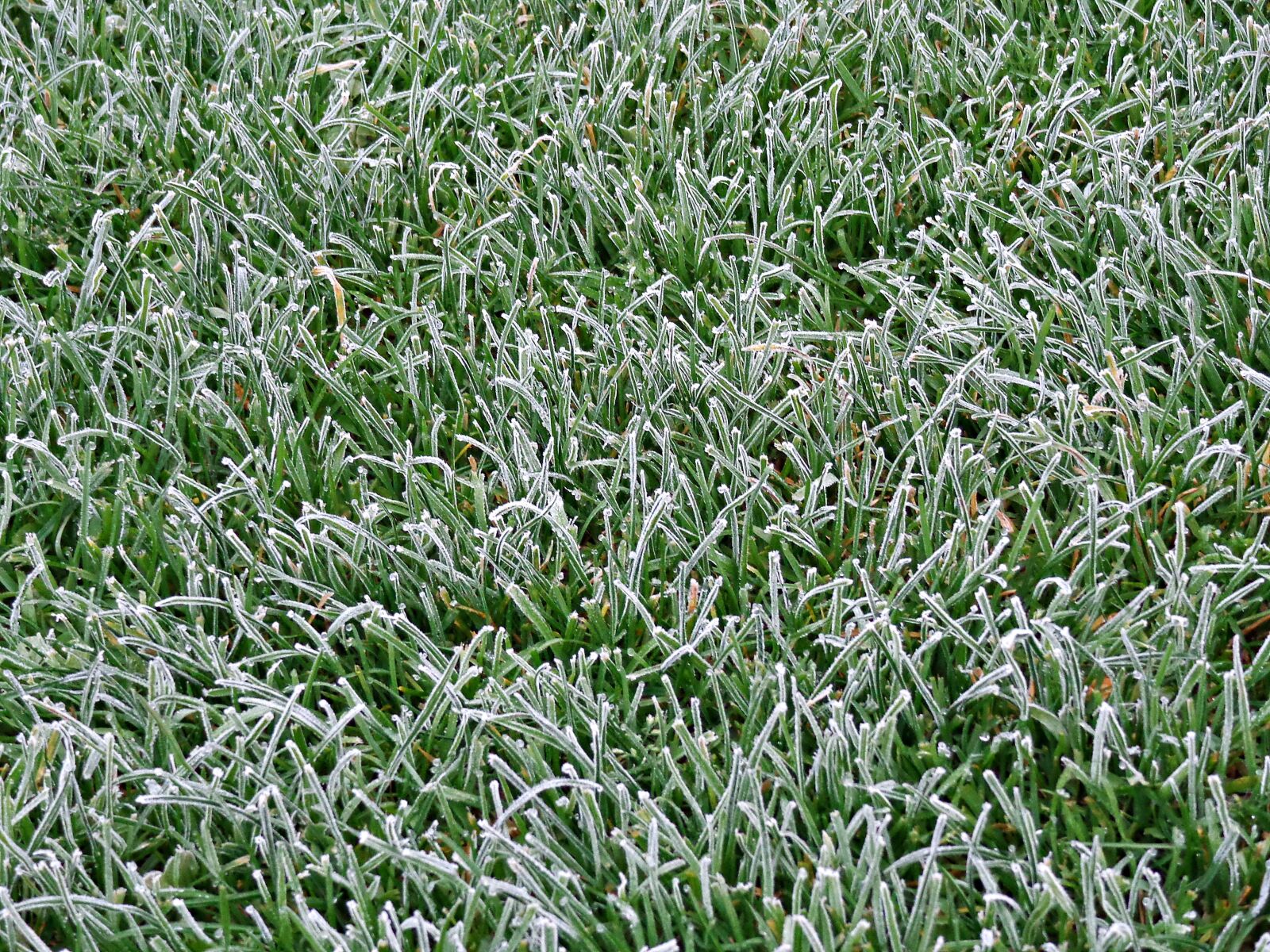 Sony Cyber-shot DSC-H90 sample photo. Grass, lawn, green photography
