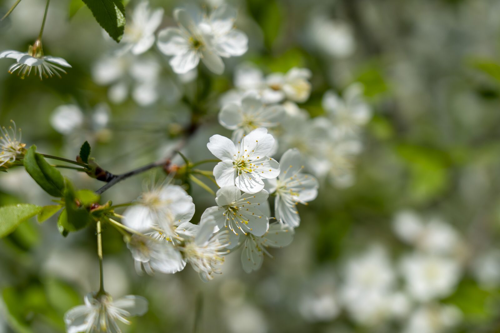 Sony FE 24-105mm F4 G OSS sample photo. Flowers, spring, flowering photography