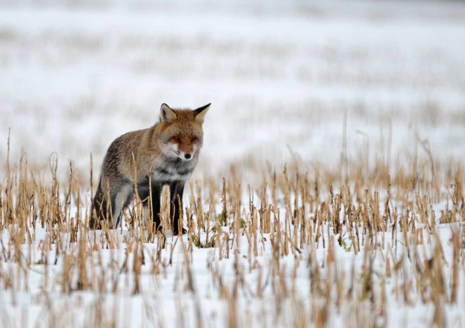 Nikon D600 sample photo. Fox, predator, wild photography