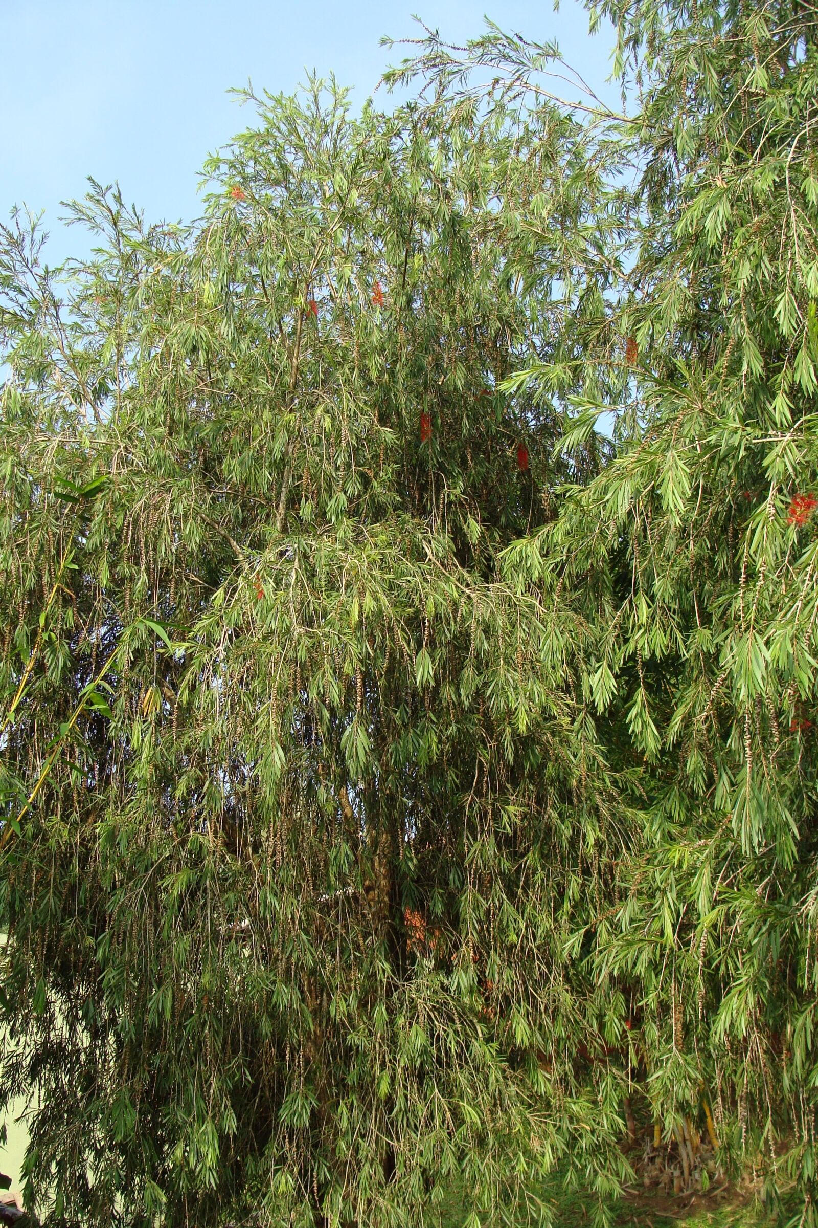 Sony Cyber-shot DSC-H10 sample photo. Weeping bottle brush, callistemon photography