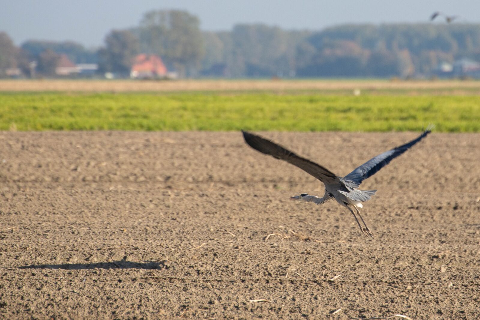Canon EOS 6D Mark II sample photo. Heron, blue heron, nature photography