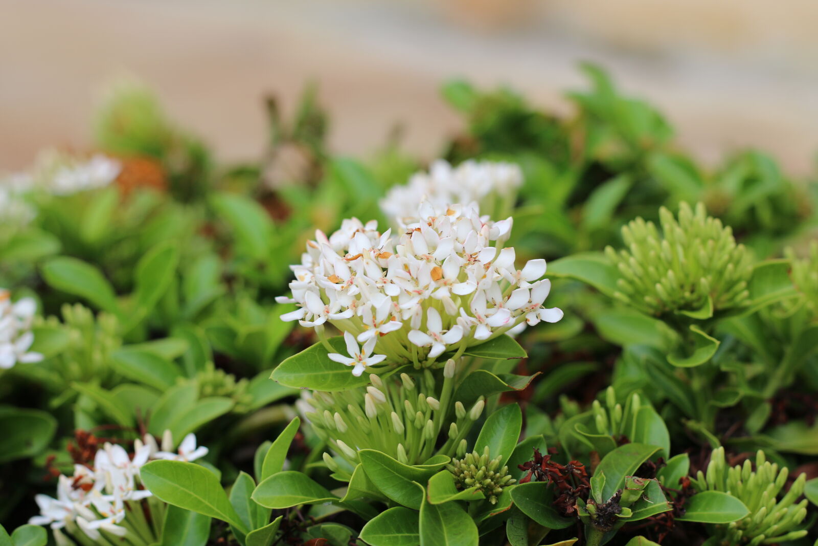Canon EF 50mm F1.8 STM sample photo. Flower7_70d photography