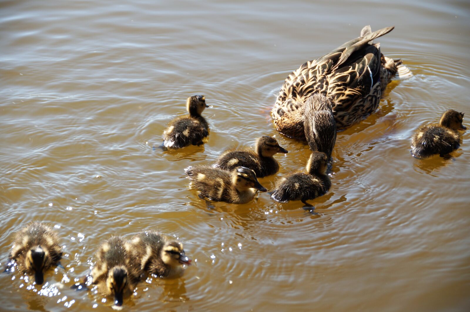 Sony SLT-A58 sample photo. Duck, wild, mother photography