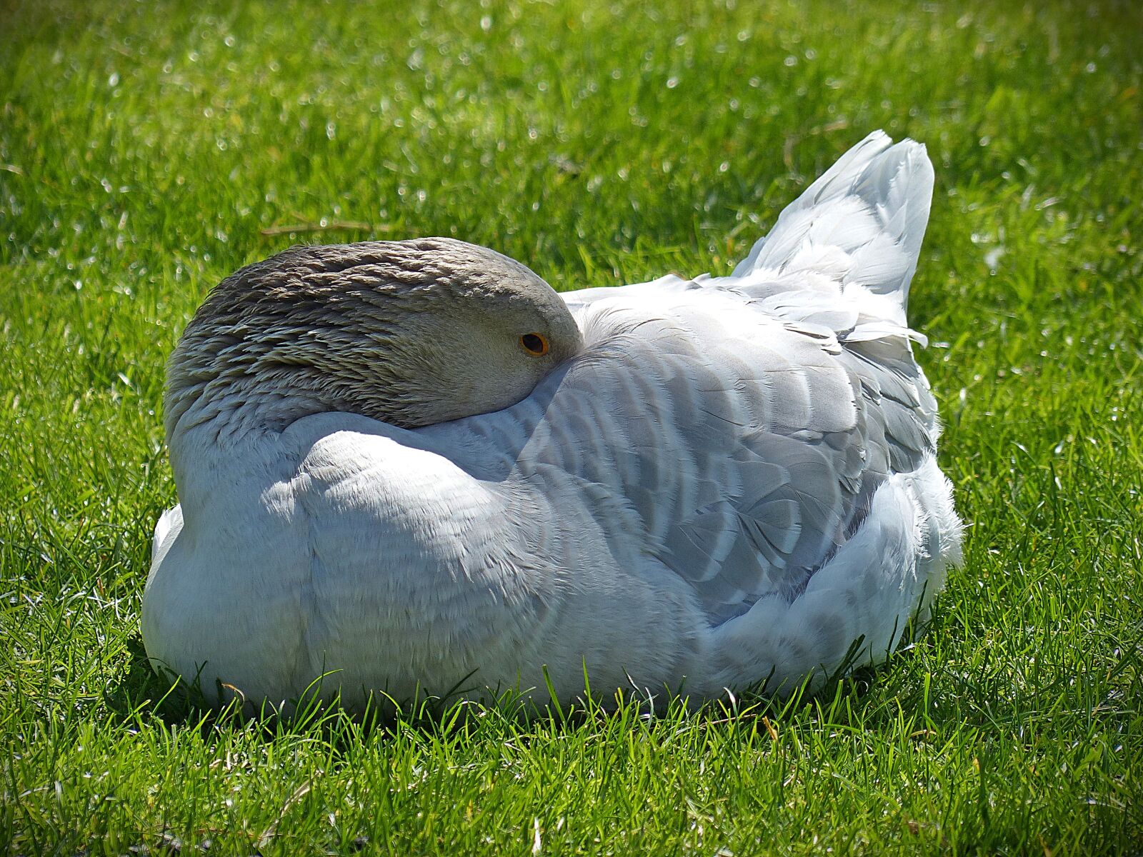 Panasonic Lumix DMC-FZ200 sample photo. Goose, animal, bird photography
