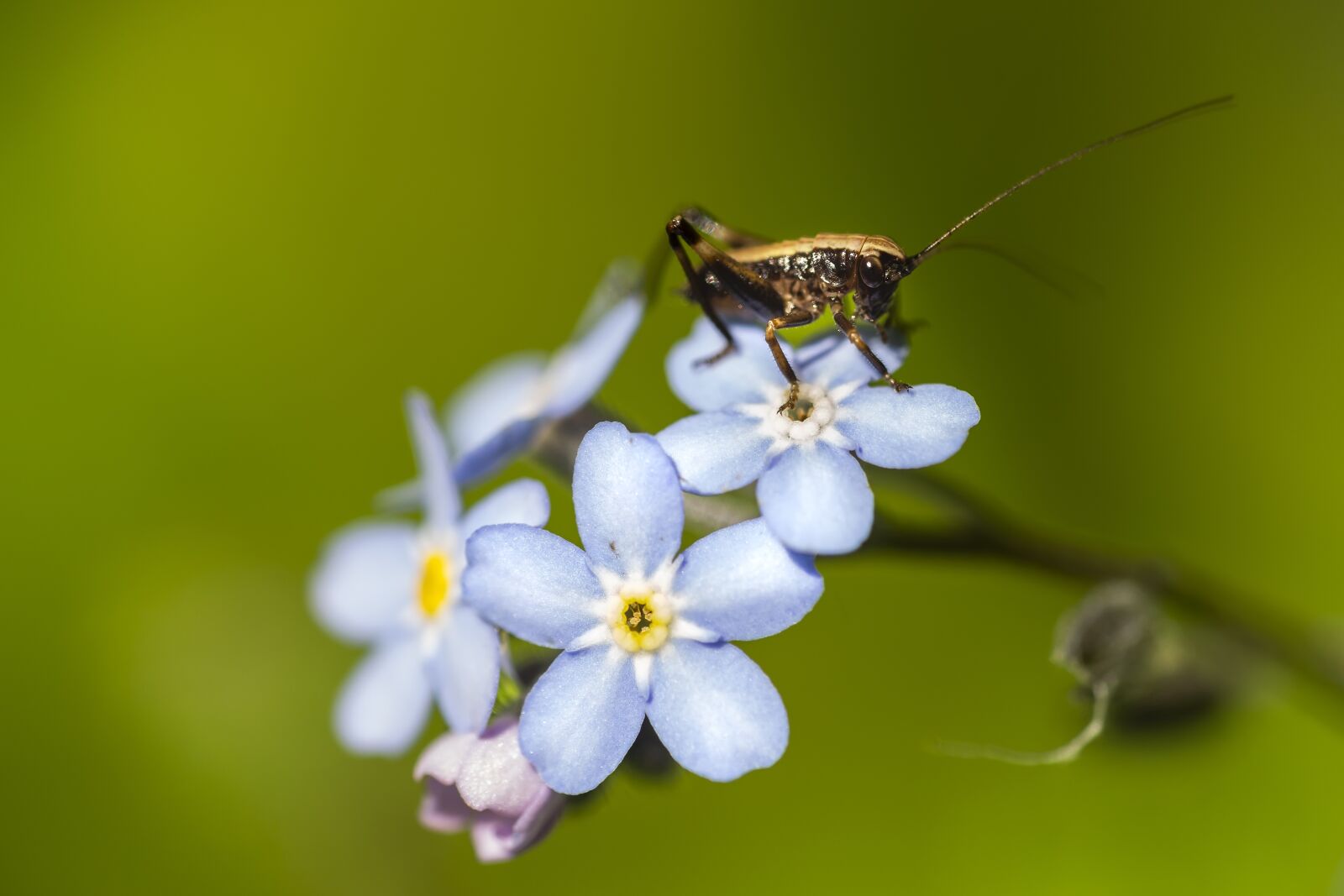 Canon EF-S 55-250mm F4-5.6 IS STM sample photo. Insect, grasshopper, flower photography