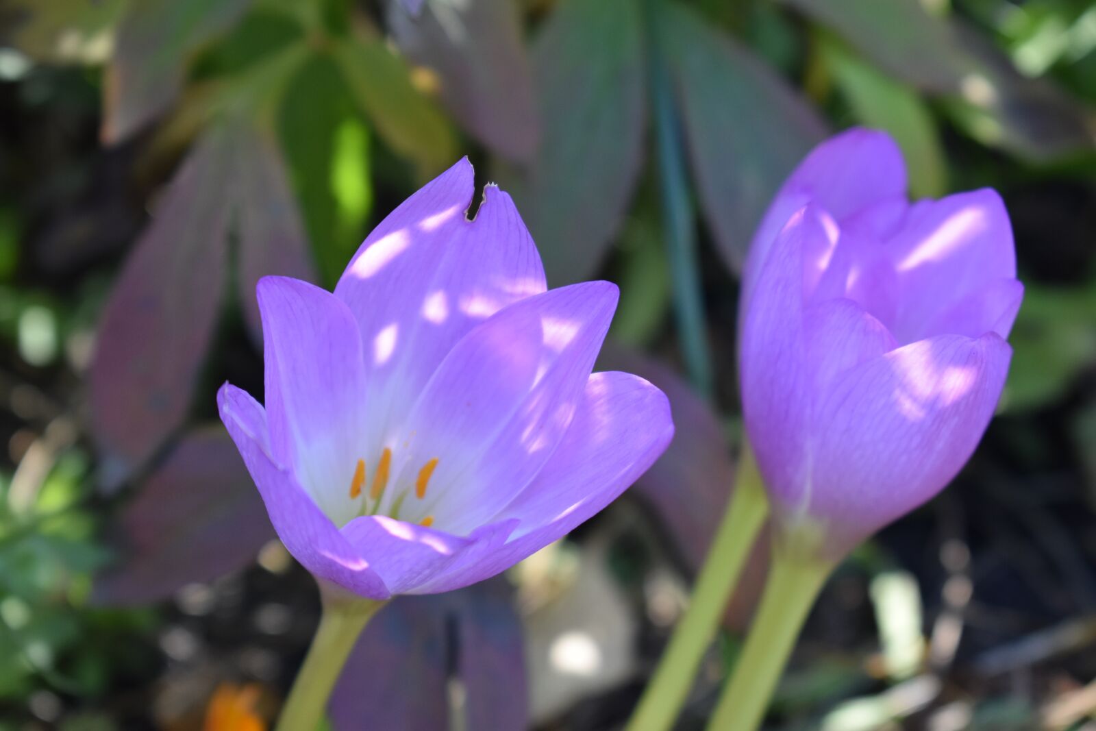 Nikon D3400 sample photo. Autumn, late, flowers photography