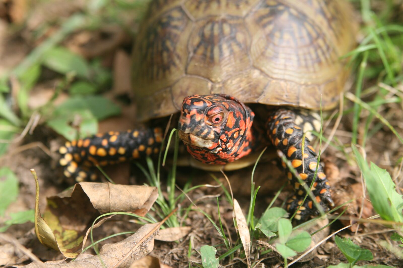Canon EOS 30D sample photo. Nature, turtle, reptile photography