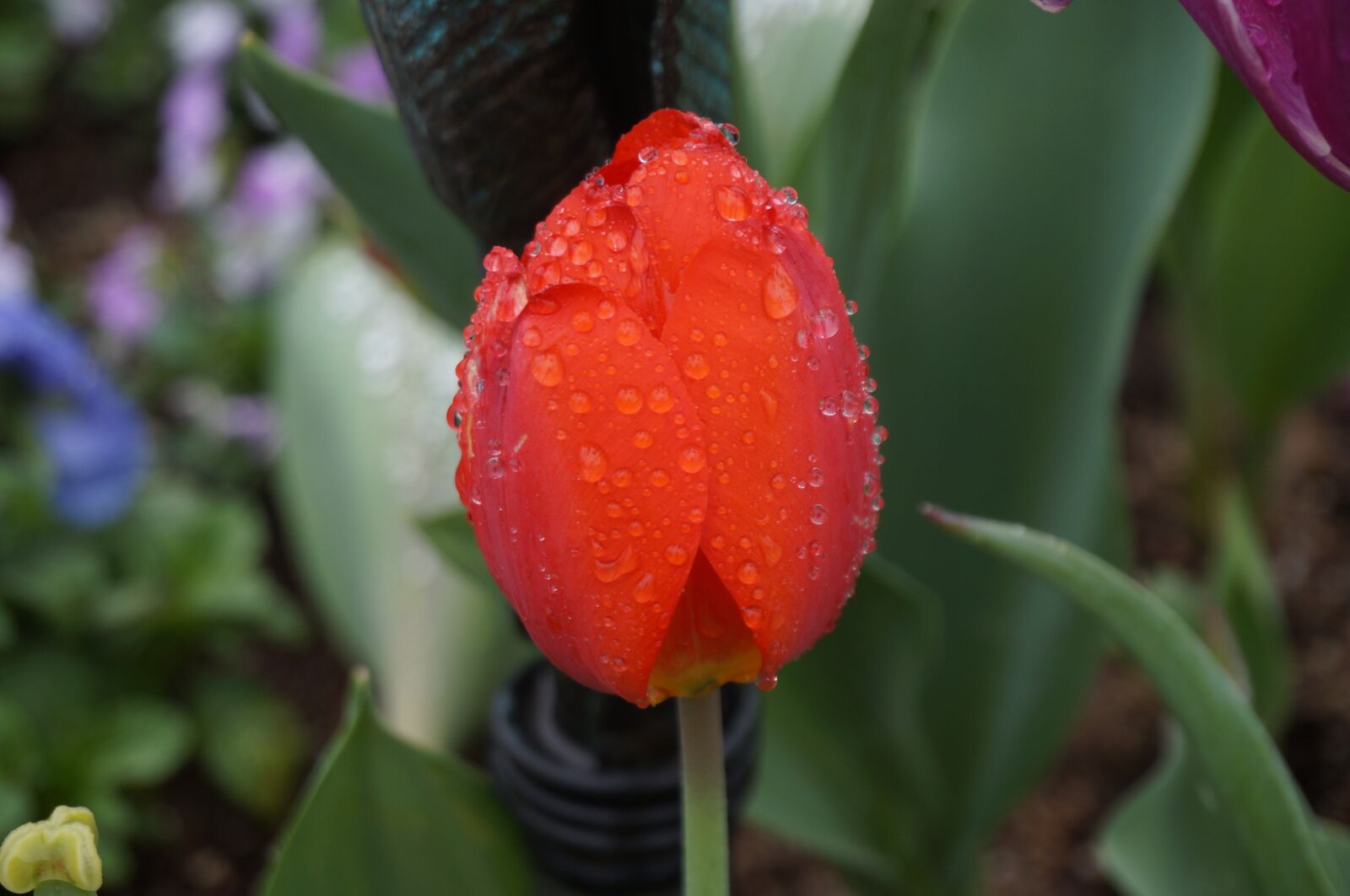 Sony Alpha NEX-3N sample photo. Flower, tulip, spring photography