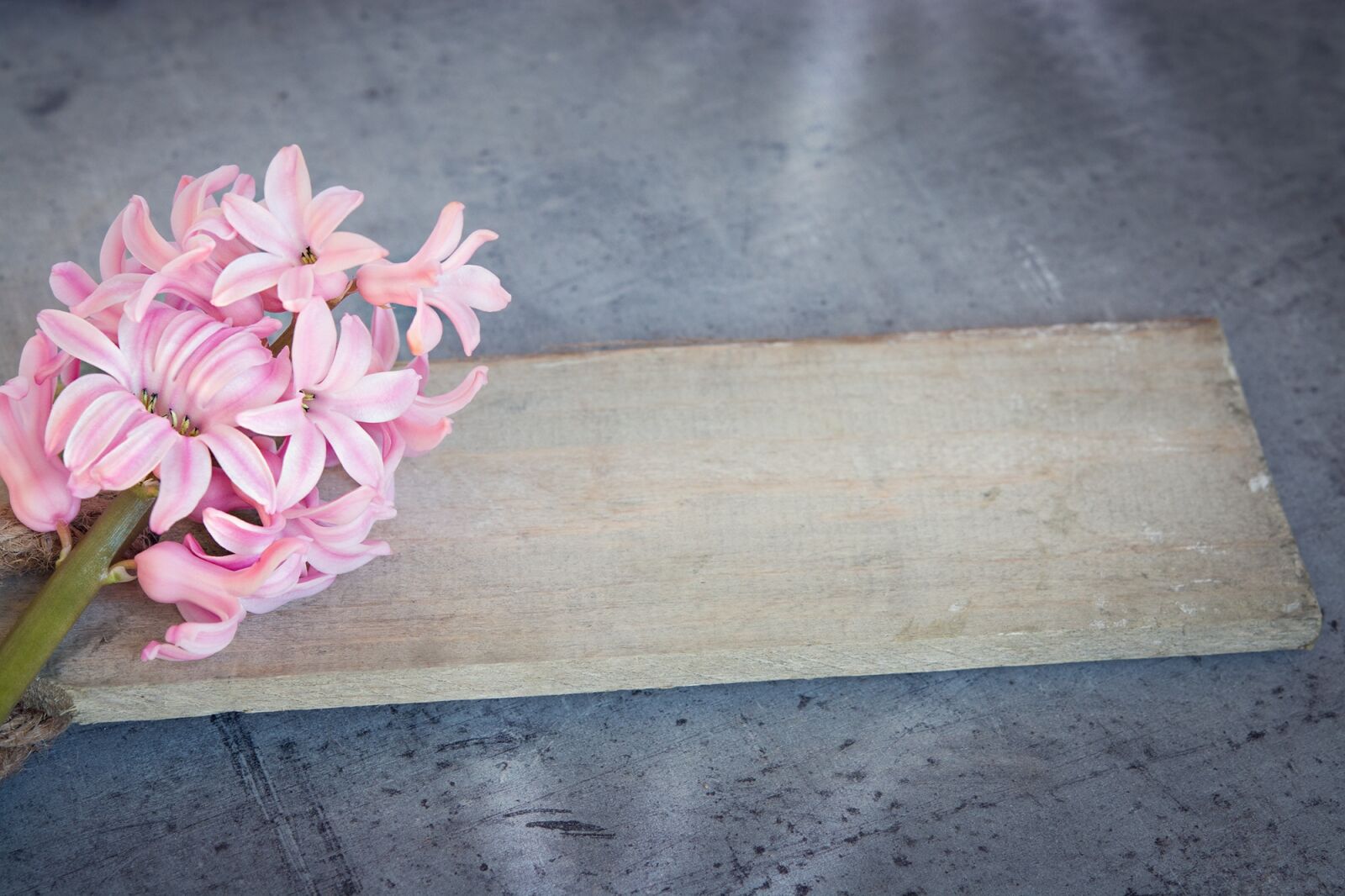 Nikon D7100 sample photo. Hyacinth, flower, pink photography