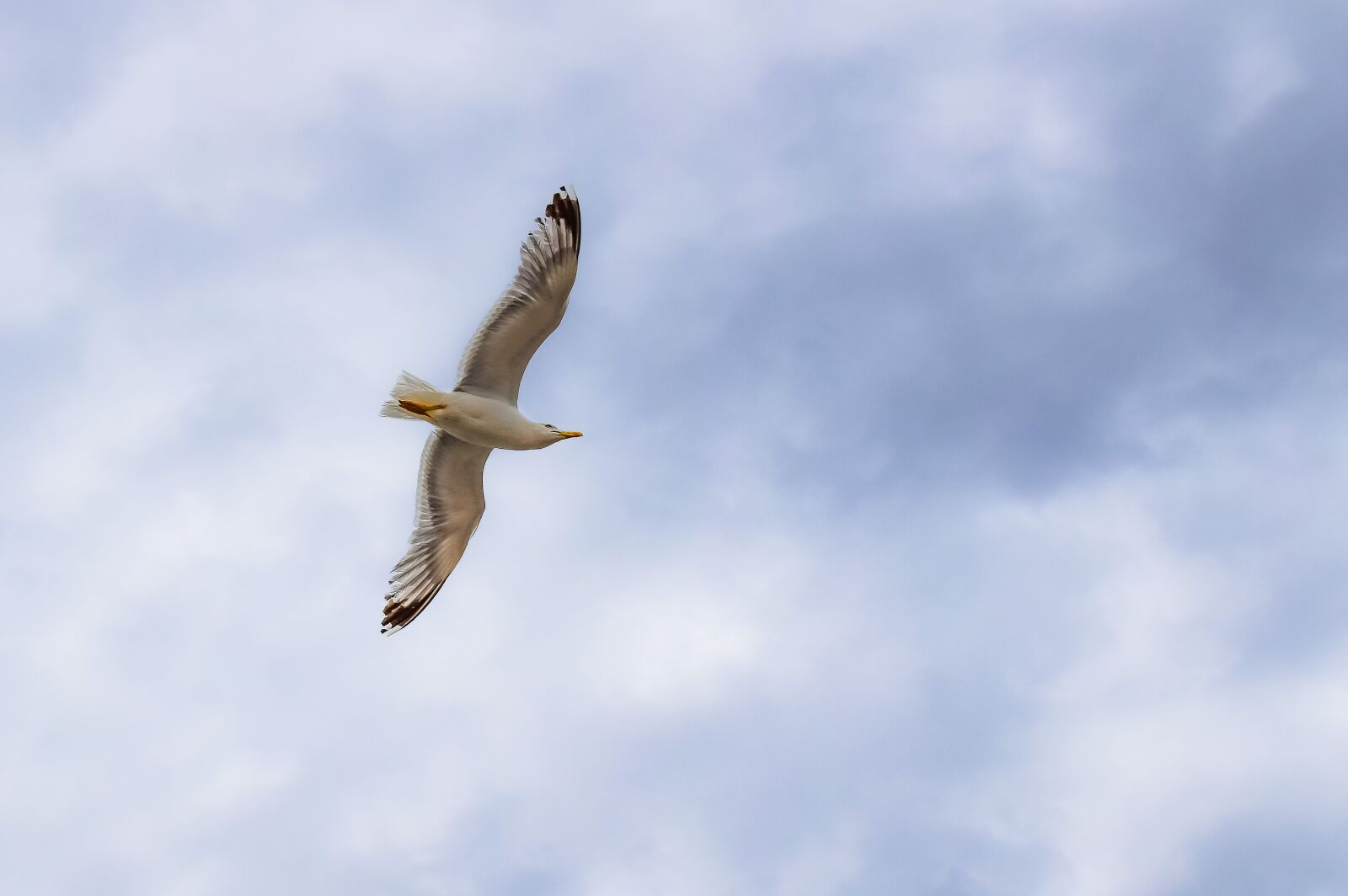 Nikon D3300 sample photo. Gull, sea bird, seagull photography