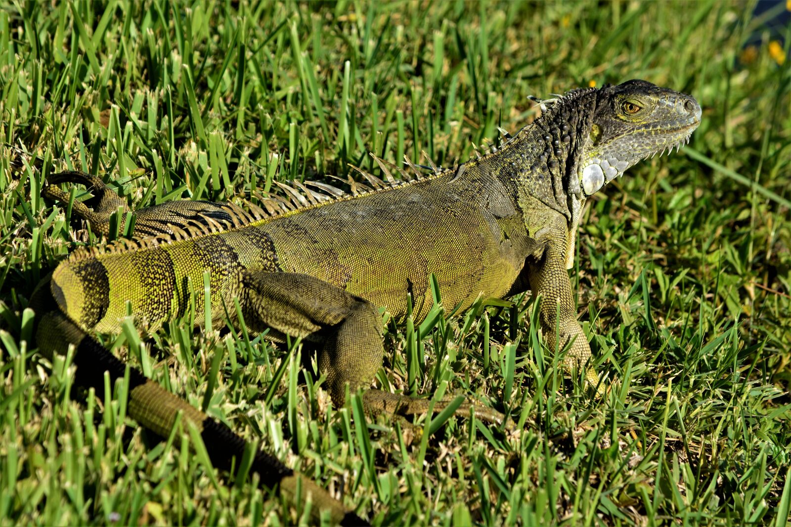 Nikon D7100 sample photo. Iguana, lizard, dragon photography
