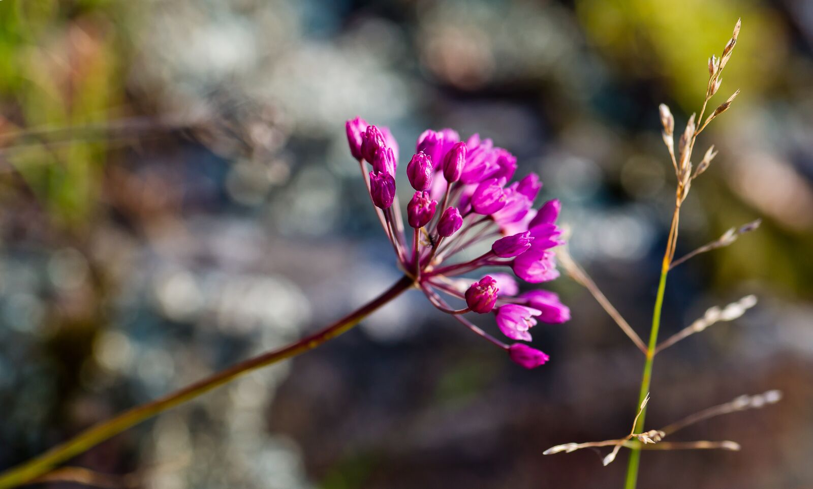 Sony Alpha DSLR-A850 + Minolta AF 50mm F3.5 Macro sample photo. Landscape, flower, nature photography