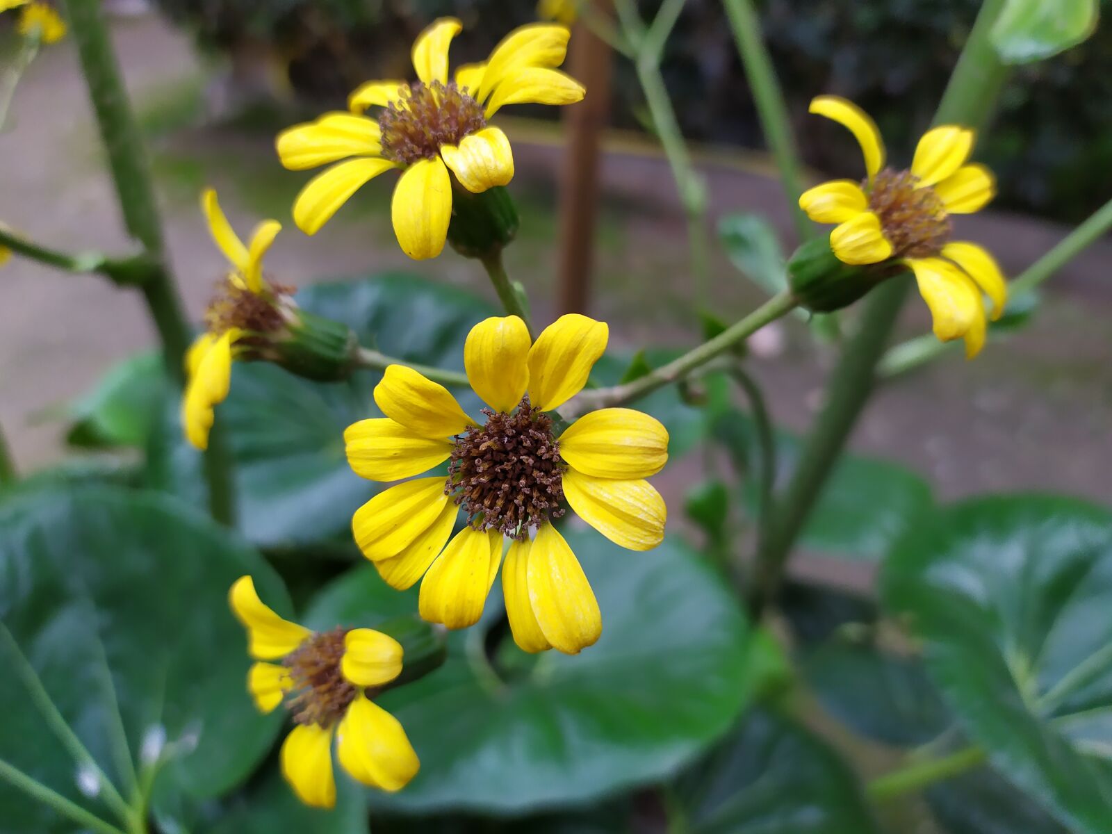 Xiaomi Redmi Note 7 sample photo. Mallorca, yellow flowers, nature photography