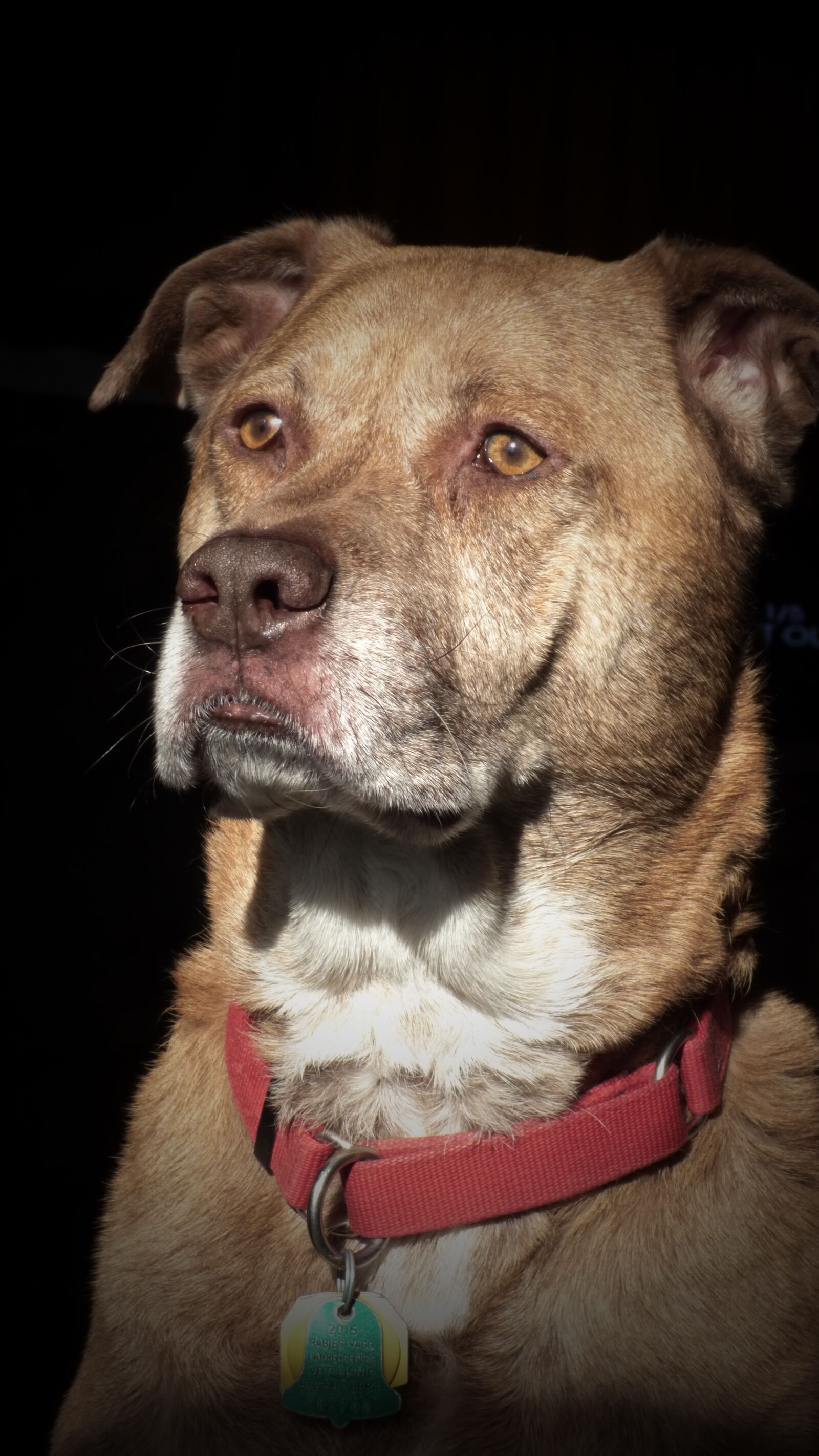 Panasonic Lumix DMC-FZ70 sample photo. Dog, curious, pit bull photography