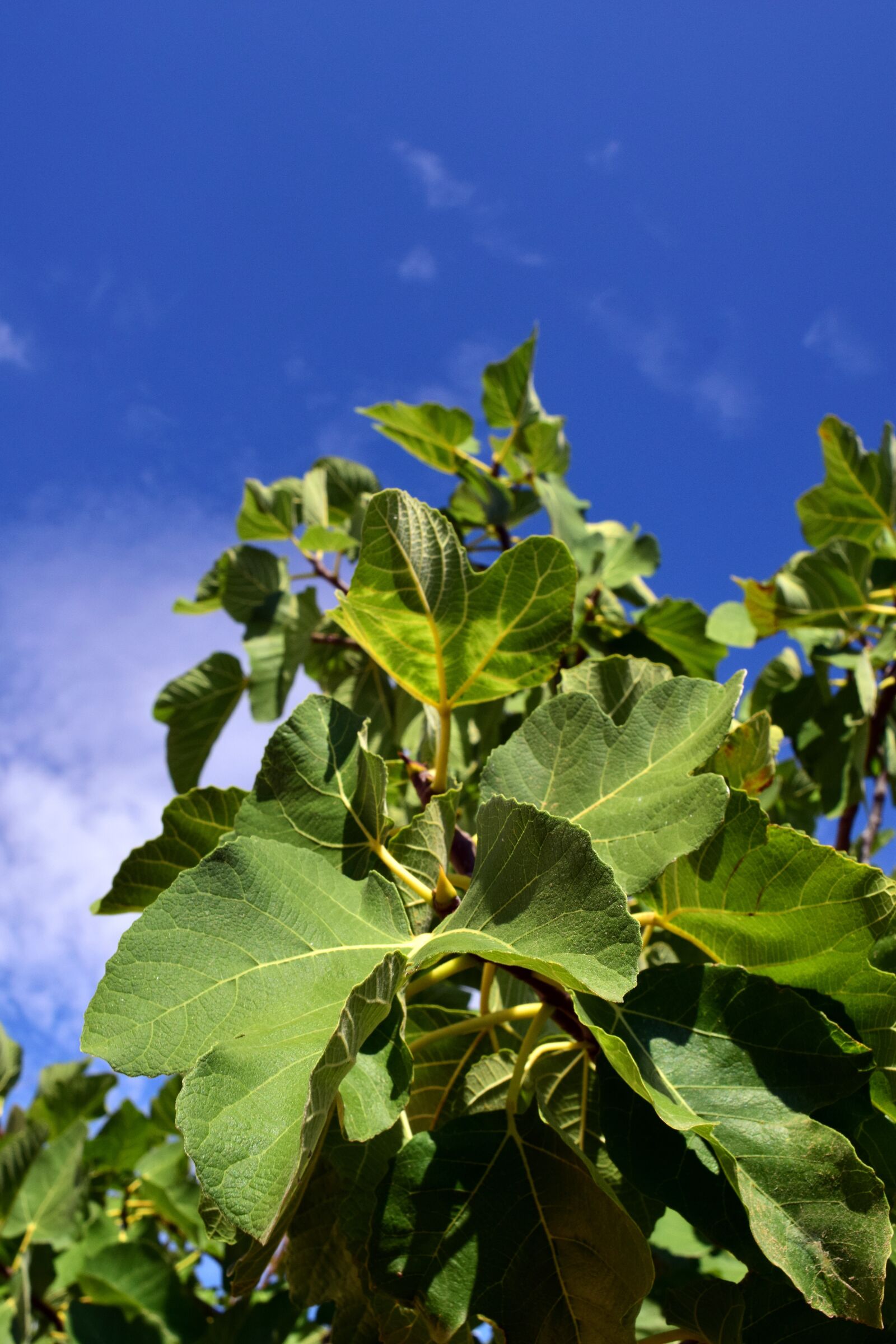 Nikon D3300 sample photo. Fig tree, fig leaves photography