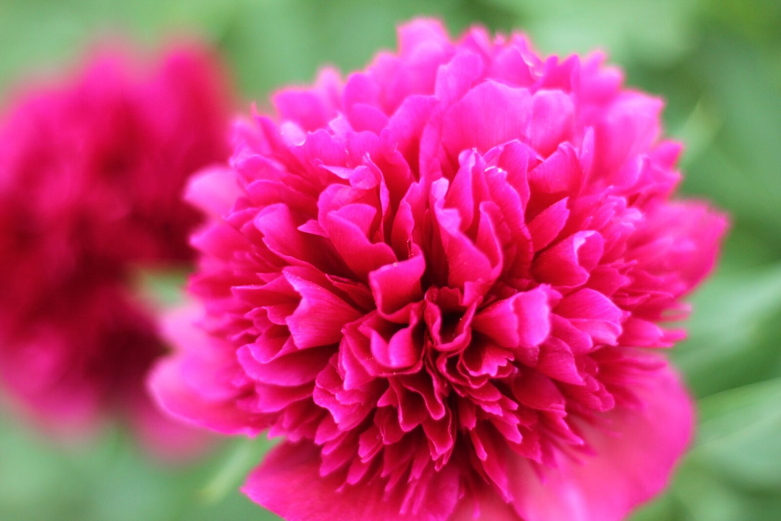 Canon EOS 550D (EOS Rebel T2i / EOS Kiss X4) sample photo. Flower, blossom, bloom photography