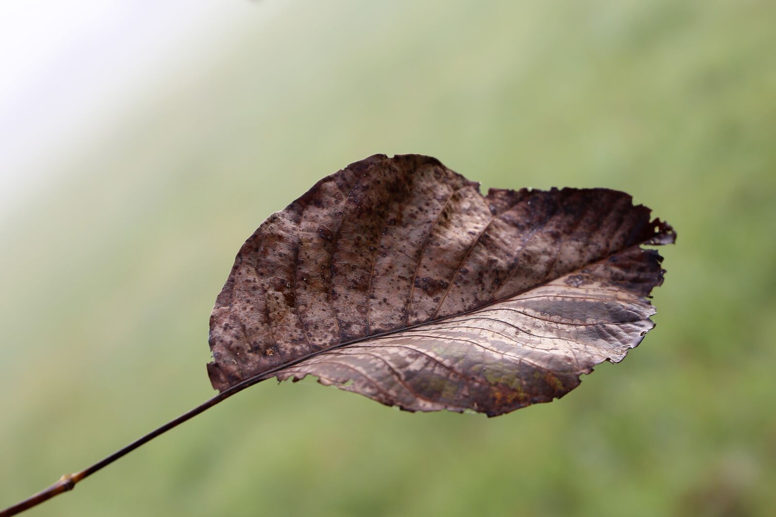 Canon EOS 6D sample photo. Leaf, brown, foggy morning photography
