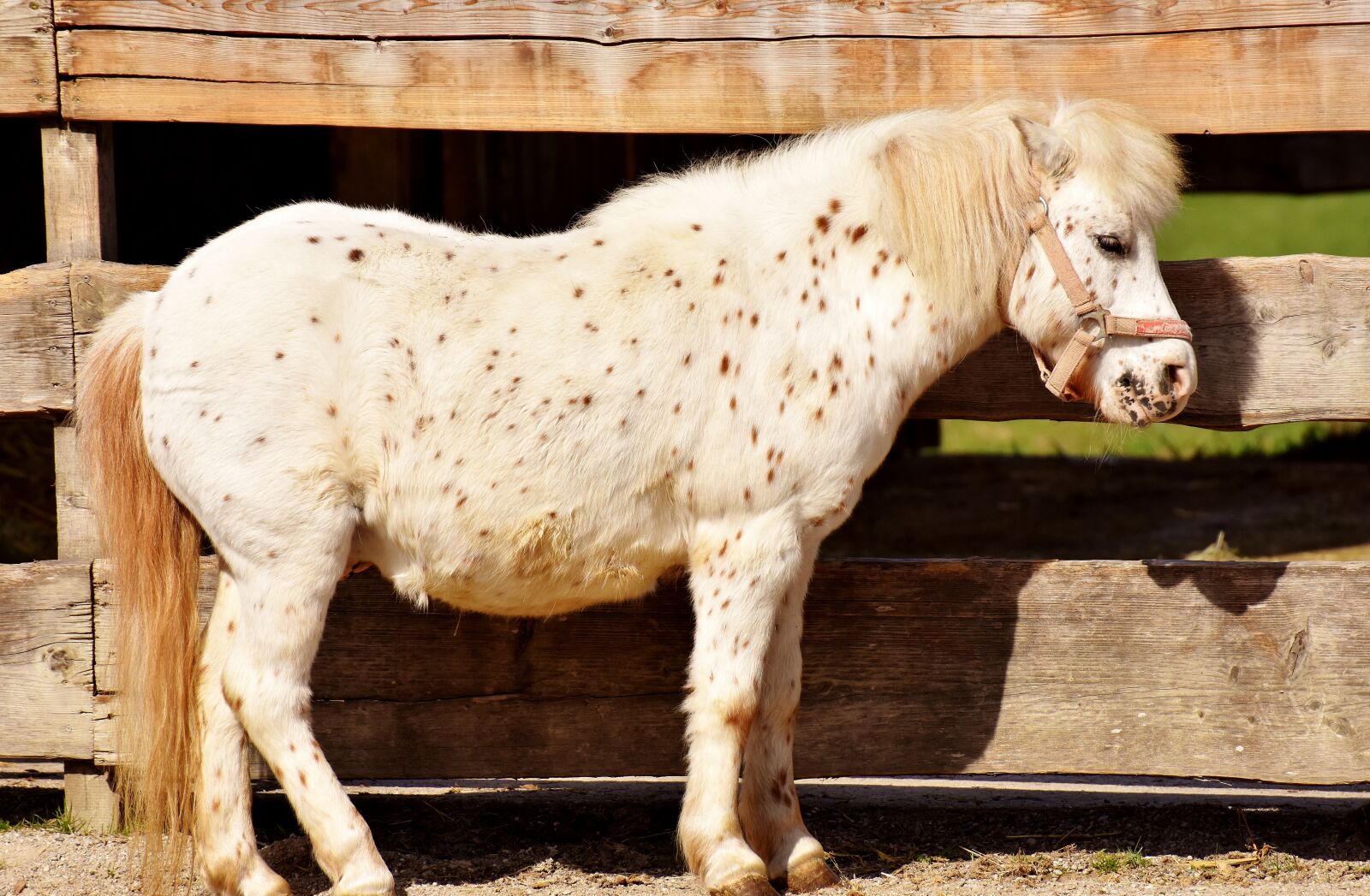 Nikon D7200 sample photo. Pony, horse, brown photography