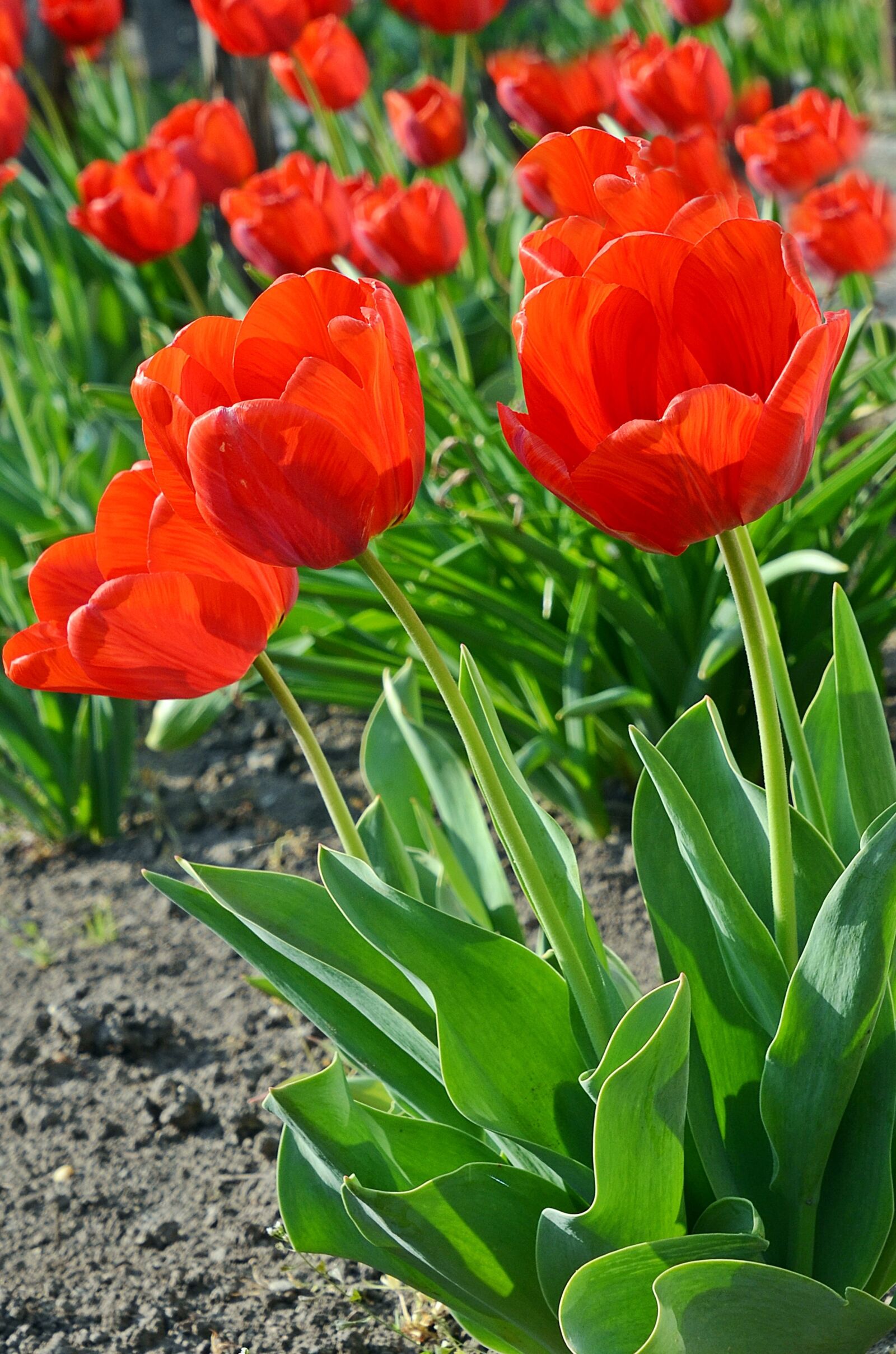 Nikon D7000 sample photo. Tulip, tulips, spring photography