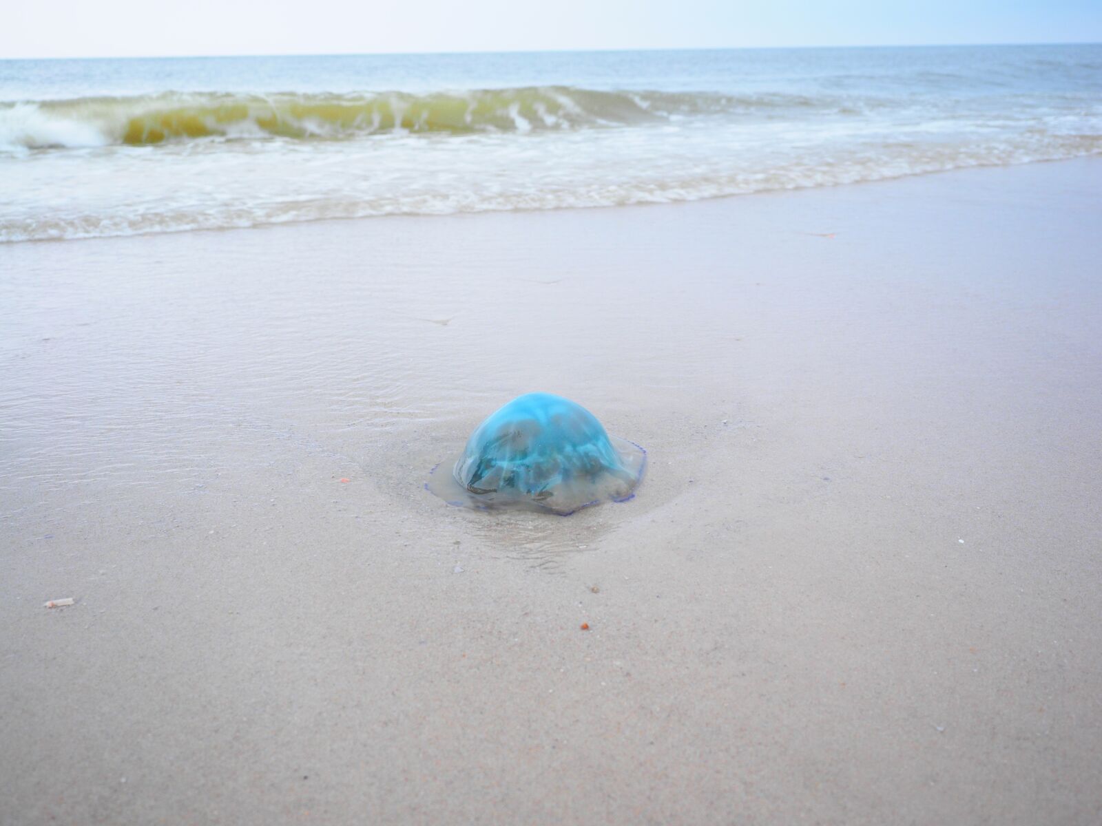 Olympus OM-D E-M1 + Olympus M.Zuiko Digital ED 12-40mm F2.8 Pro sample photo. Blue jellyfish, jellyfish, cyanea photography
