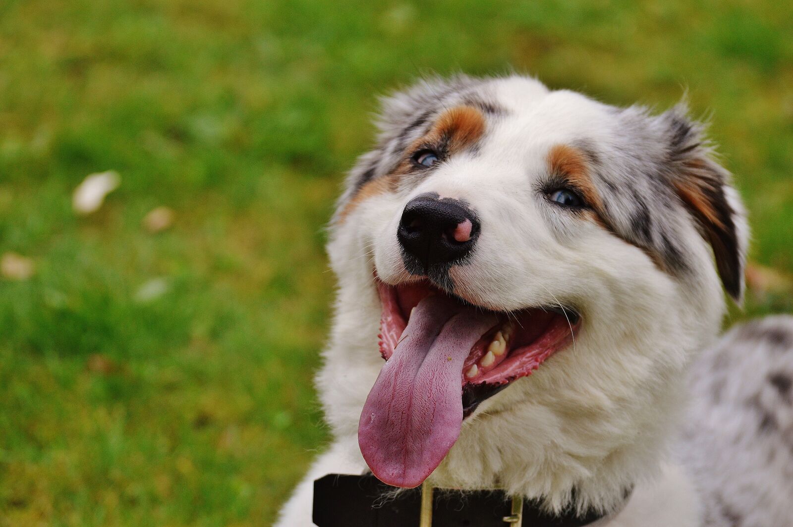 Nikon D3200 sample photo. Dog, play, meadow photography