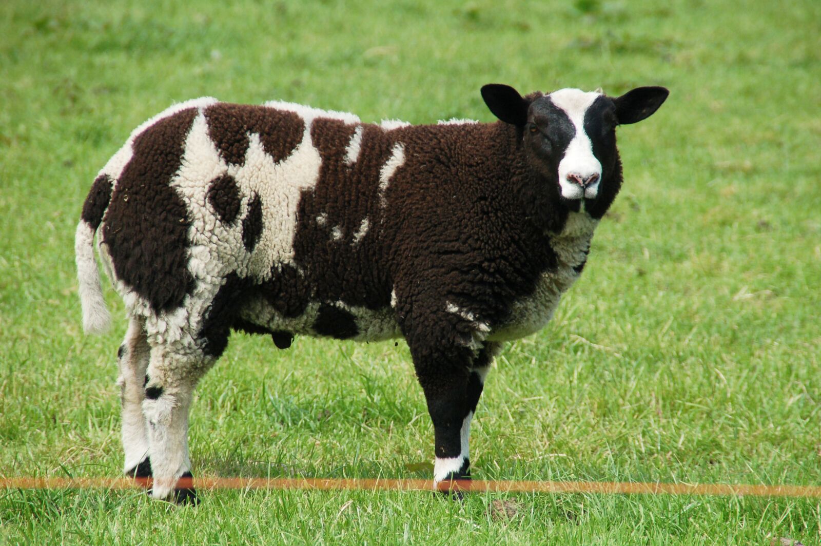 Nikon D50 sample photo. Sheep, white, brown photography
