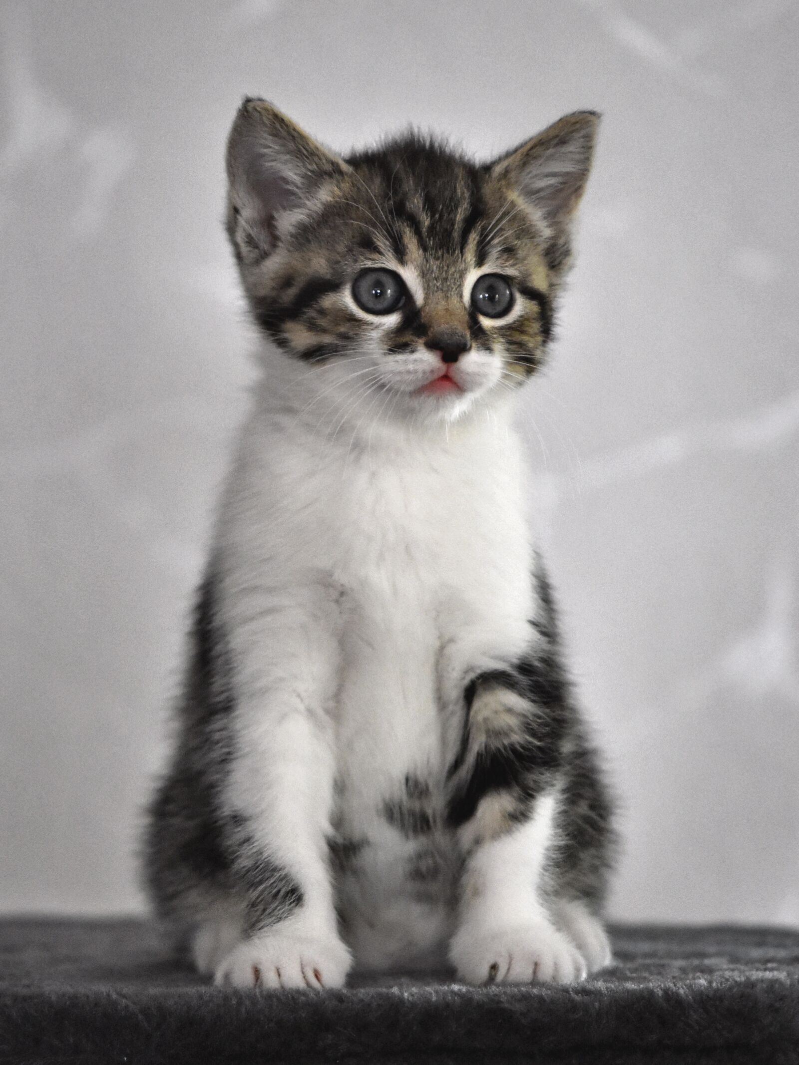 Nikon D5600 sample photo. Cat, kitten, baby cat photography
