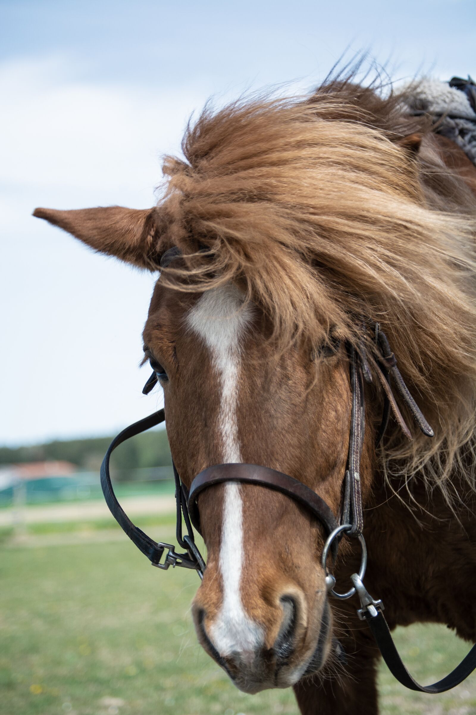 Nikon D7100 sample photo. Horse, iceland, iceland horse photography
