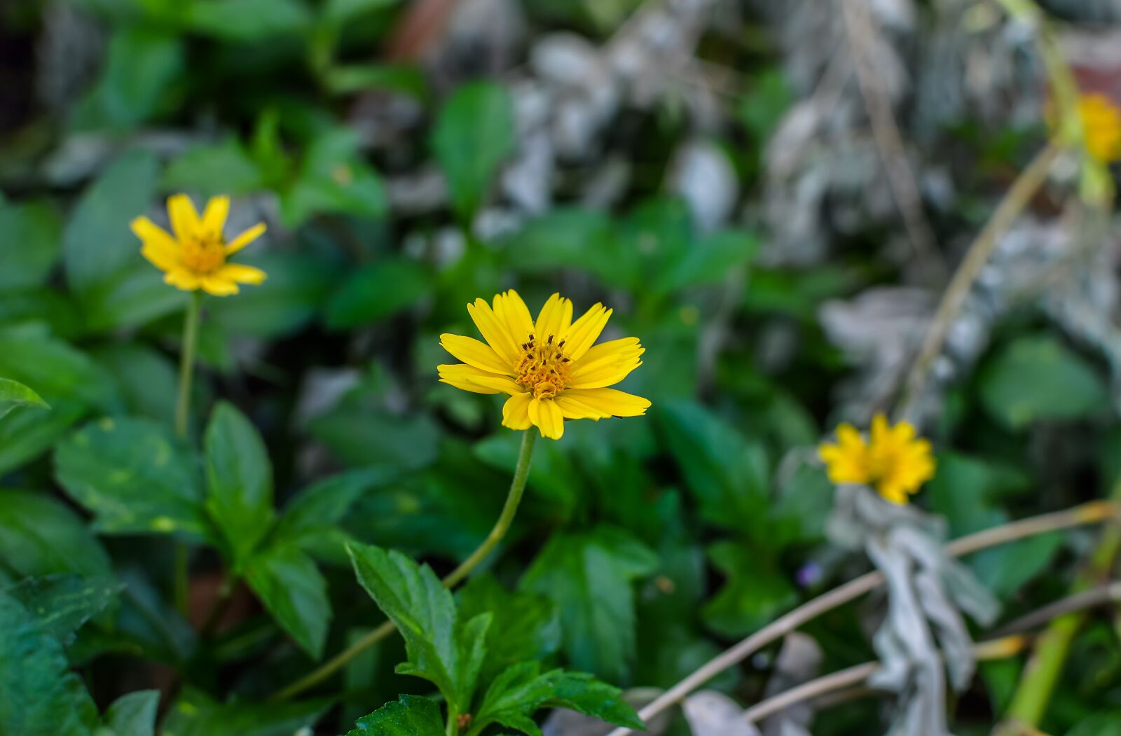 Nikon D3200 sample photo. Sphagneticola trilobata, flower, caribbean photography