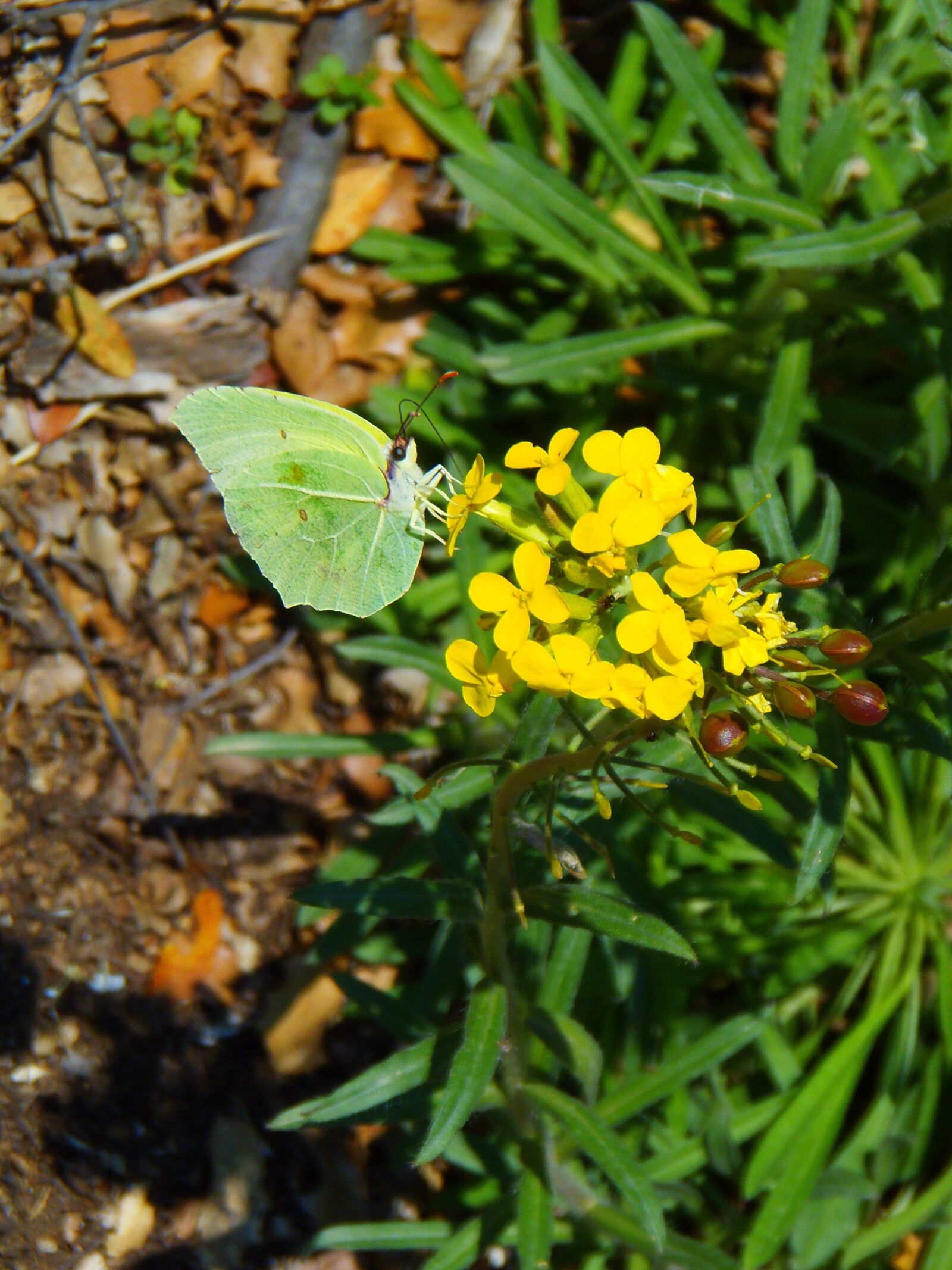 Olympus SP-810UZ sample photo. Lemon butterfly on yellow photography