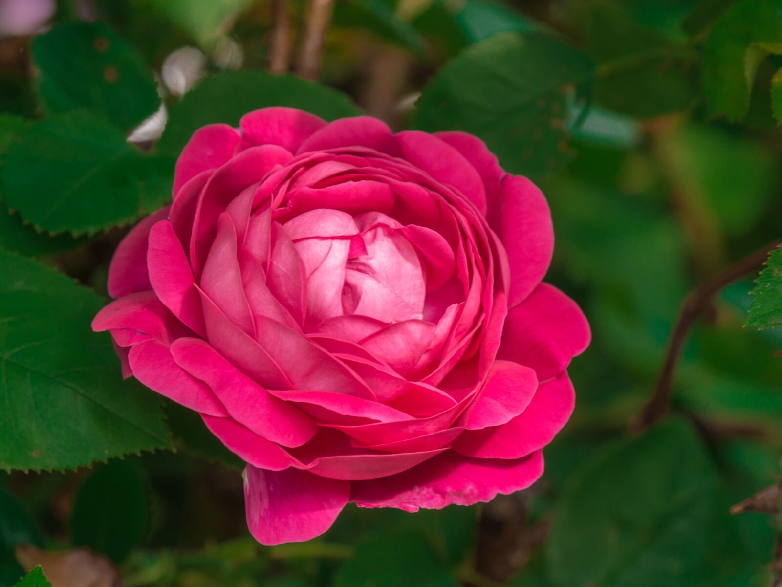 Panasonic DMC-G81 sample photo. Flower, rose, pink photography