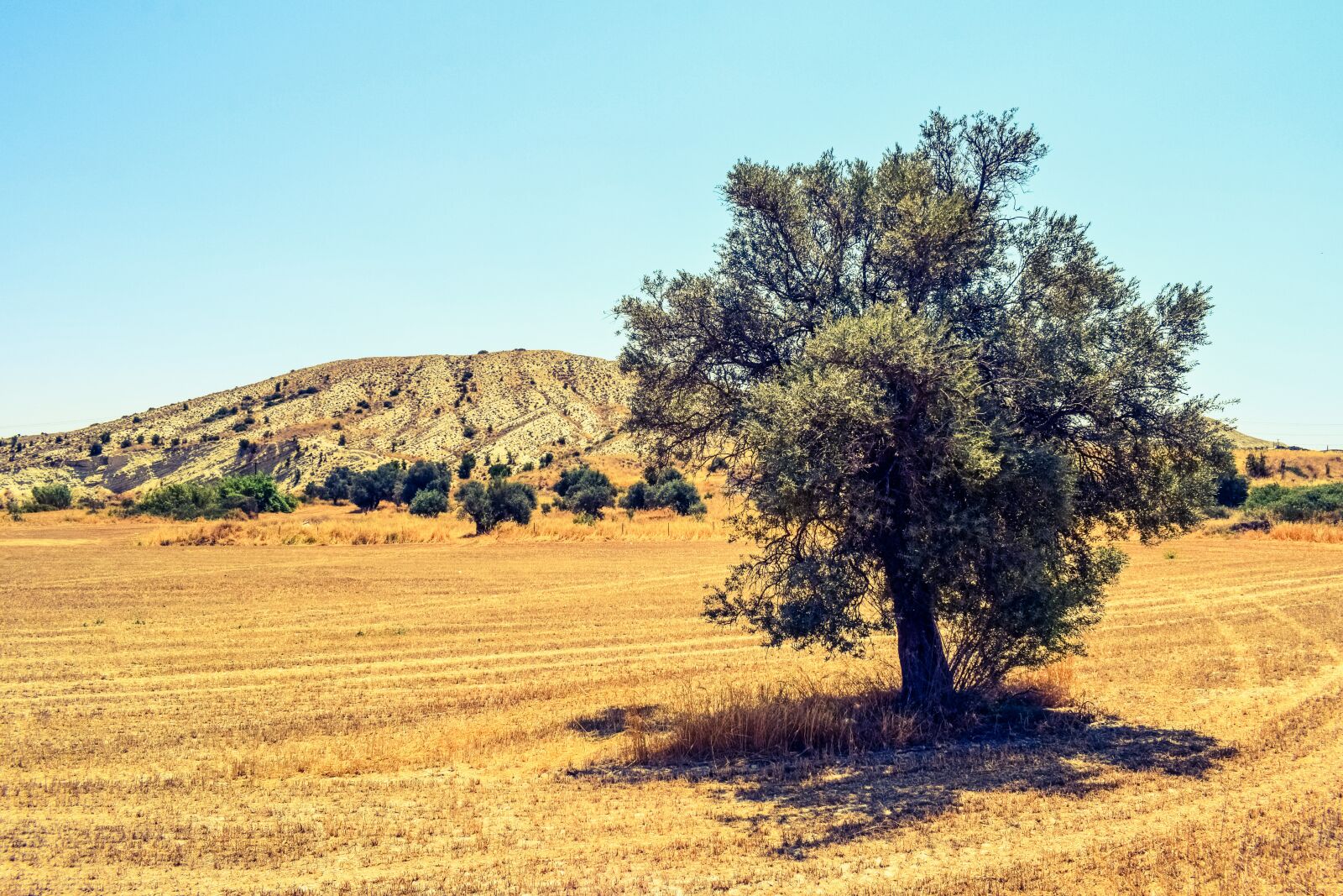 Nikon D3300 sample photo. Tree, field, countryside photography