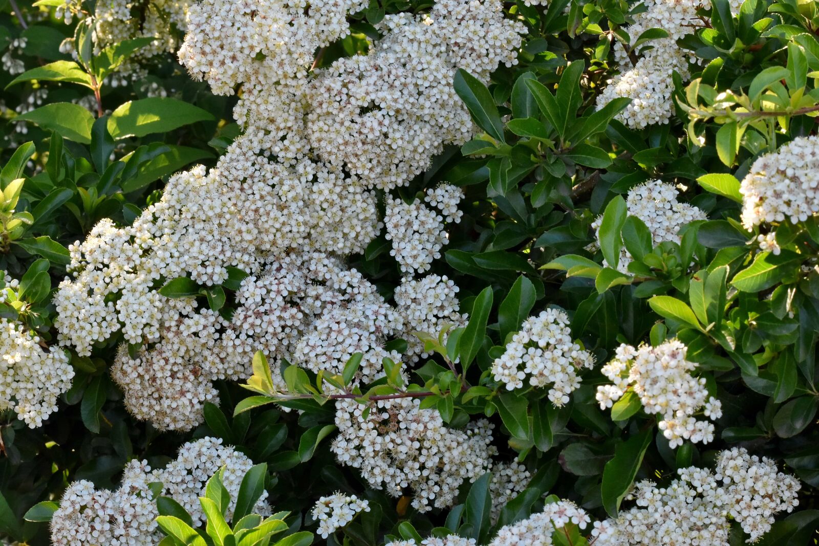 Nikon D5500 sample photo. Spring time, spring, shrub photography