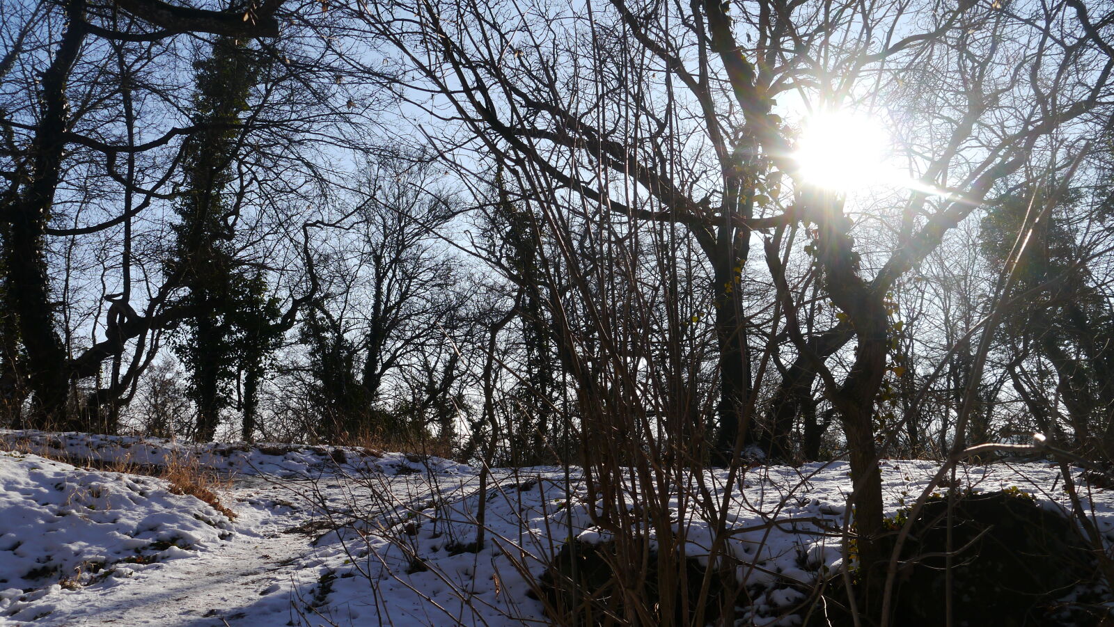 Panasonic Lumix DMC-G3 sample photo. Forest, golden, sun, morning photography