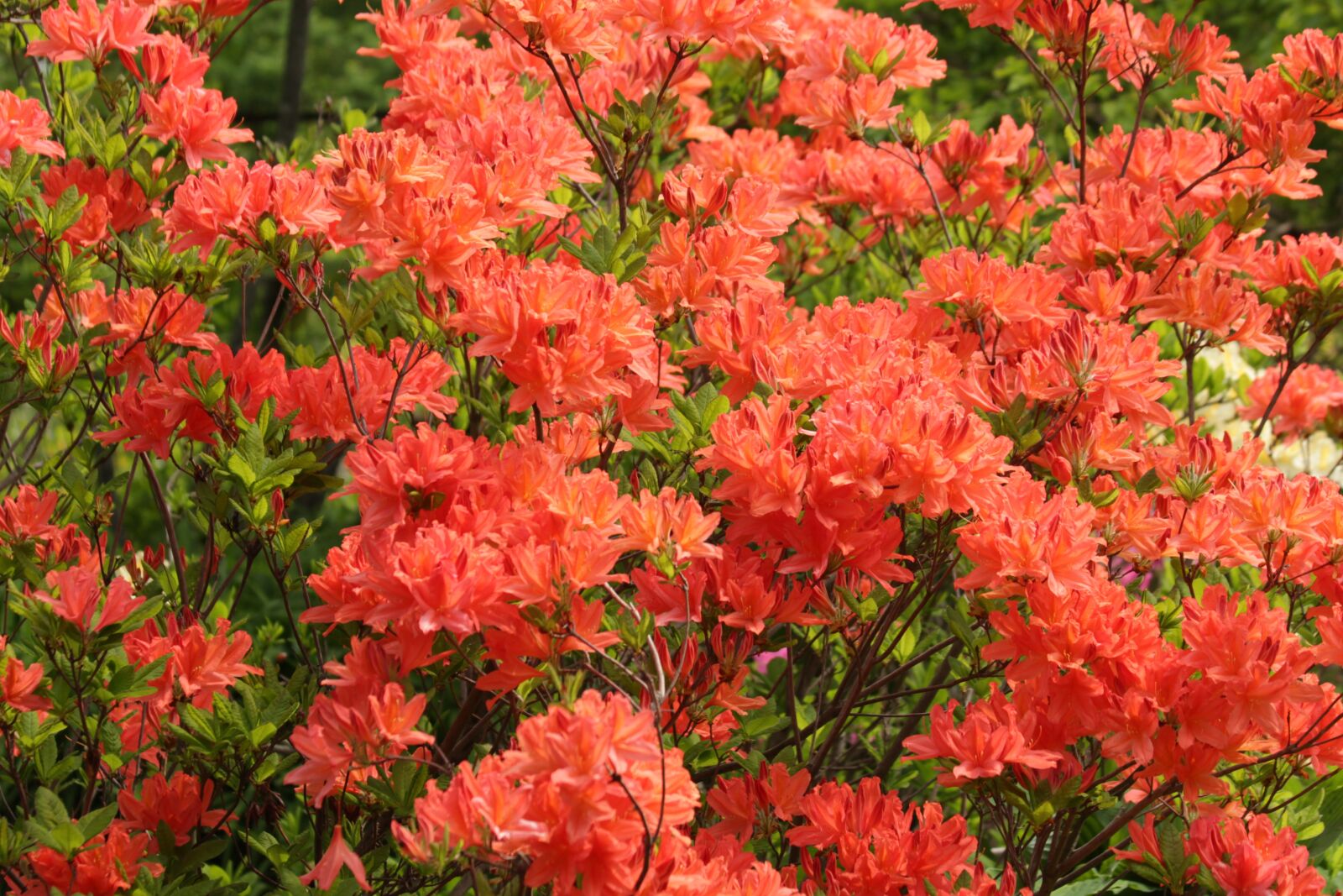 Canon EOS 650D (EOS Rebel T4i / EOS Kiss X6i) sample photo. Rhododendron, plant, bloom photography