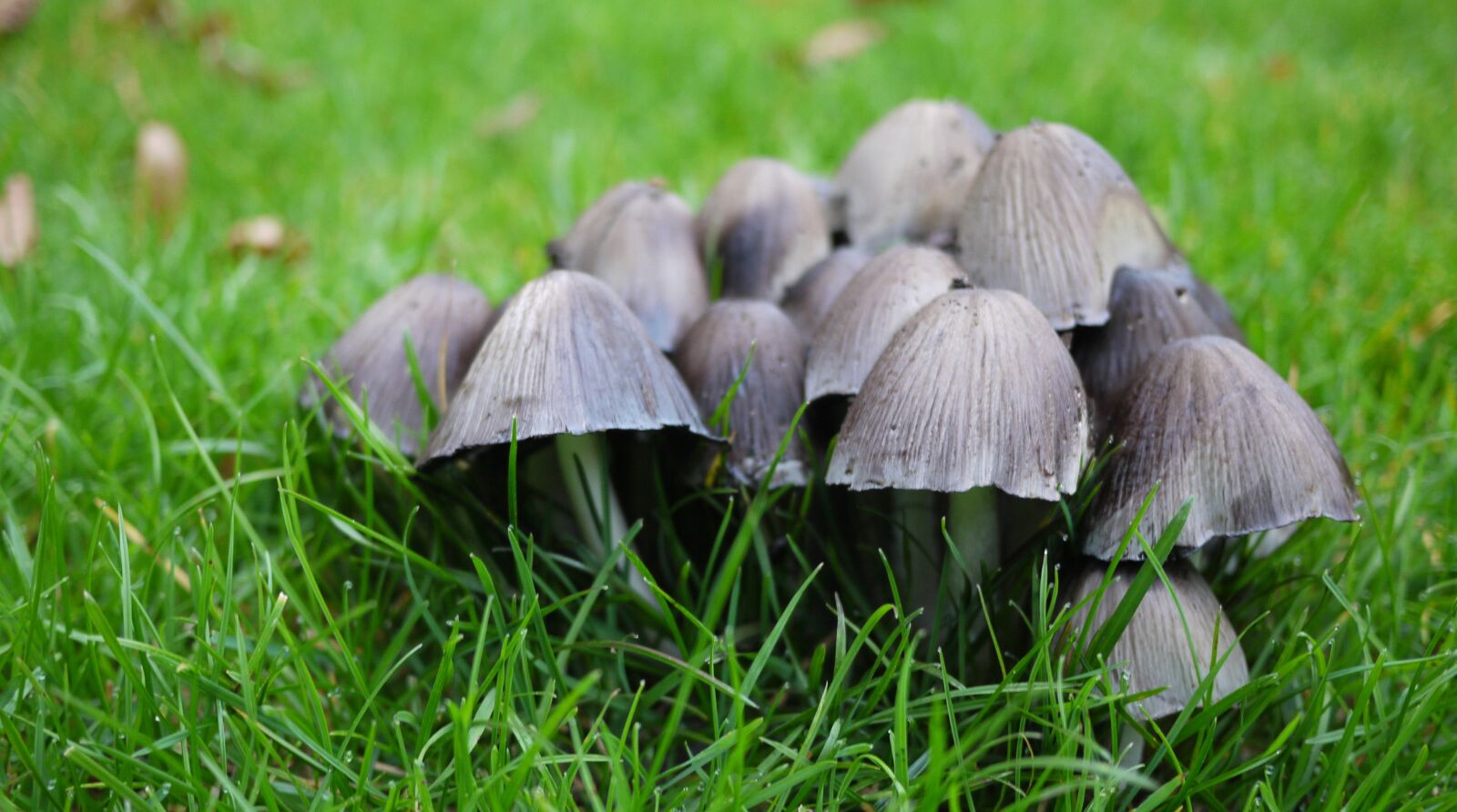 Panasonic Lumix DMC-GF1 sample photo. Mushroom, nature, forest photography