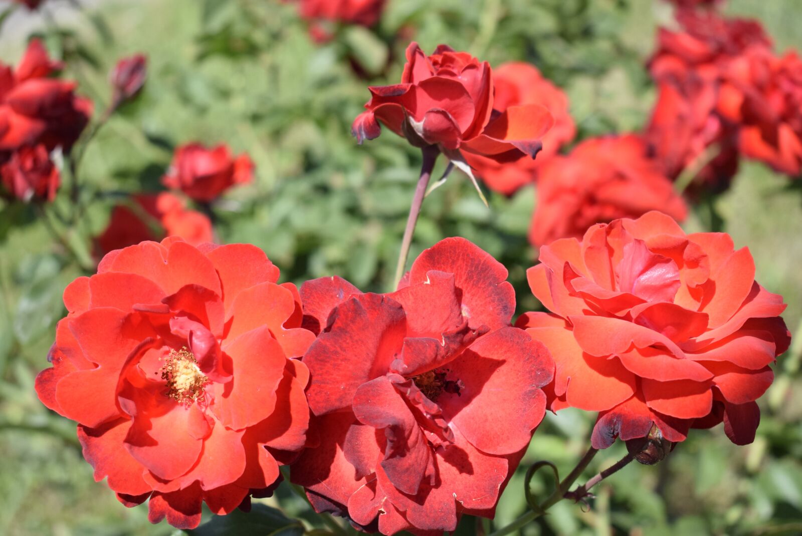 Nikon D3300 sample photo. Red roses, beautiful, in photography