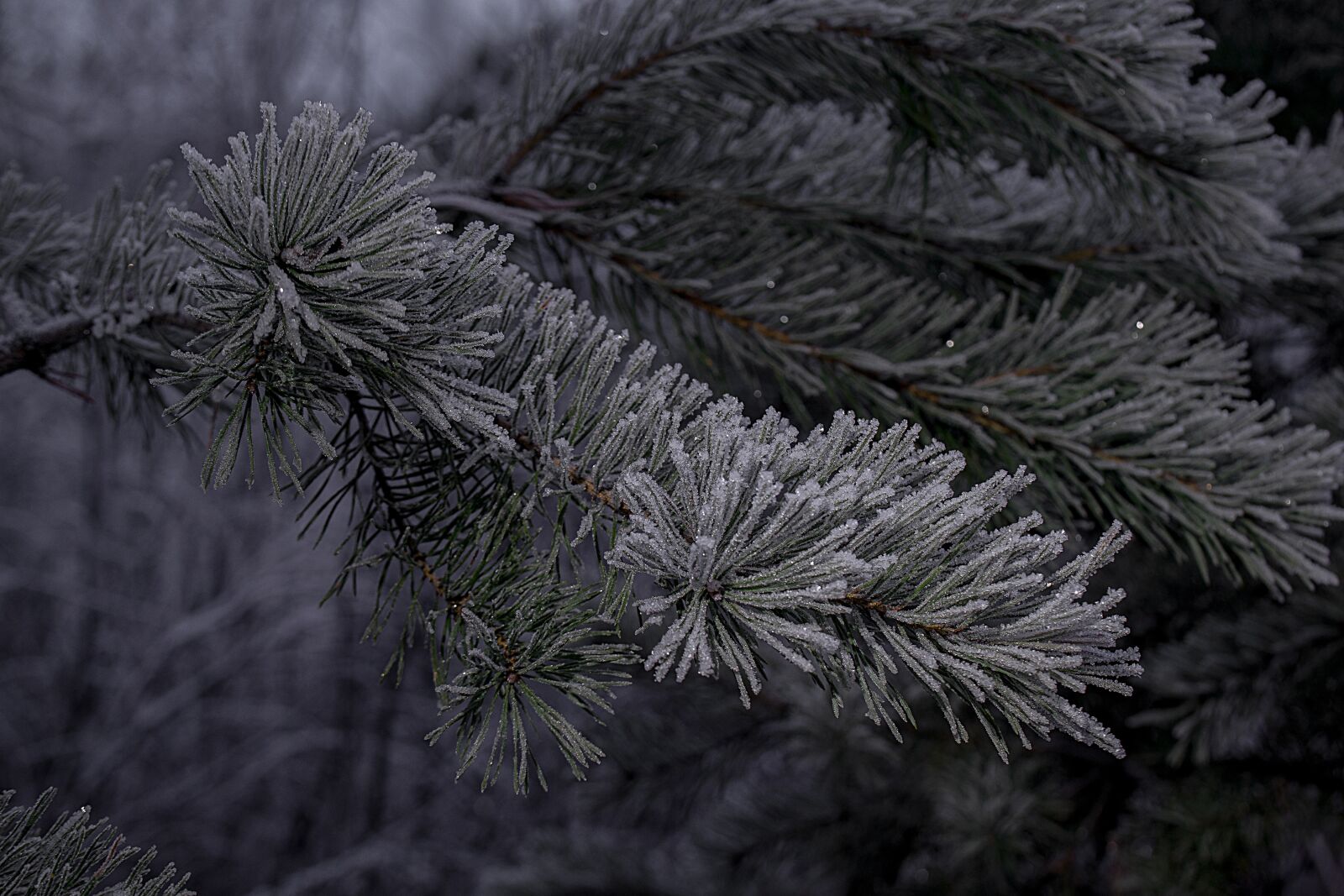 Nikon D3300 sample photo. Winter, six, needles photography